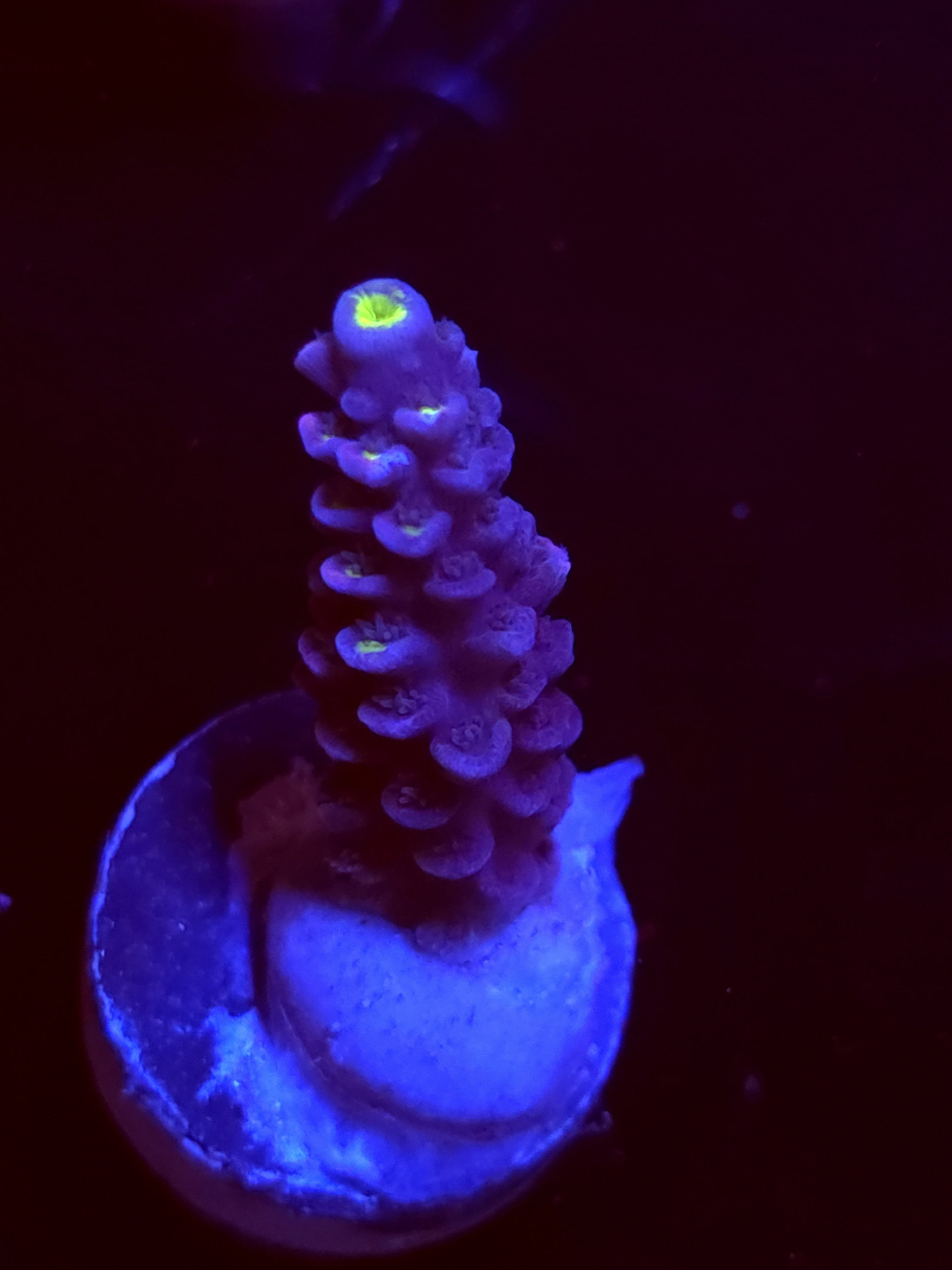 SBB "Mystery Signature" Acro Medium Branch