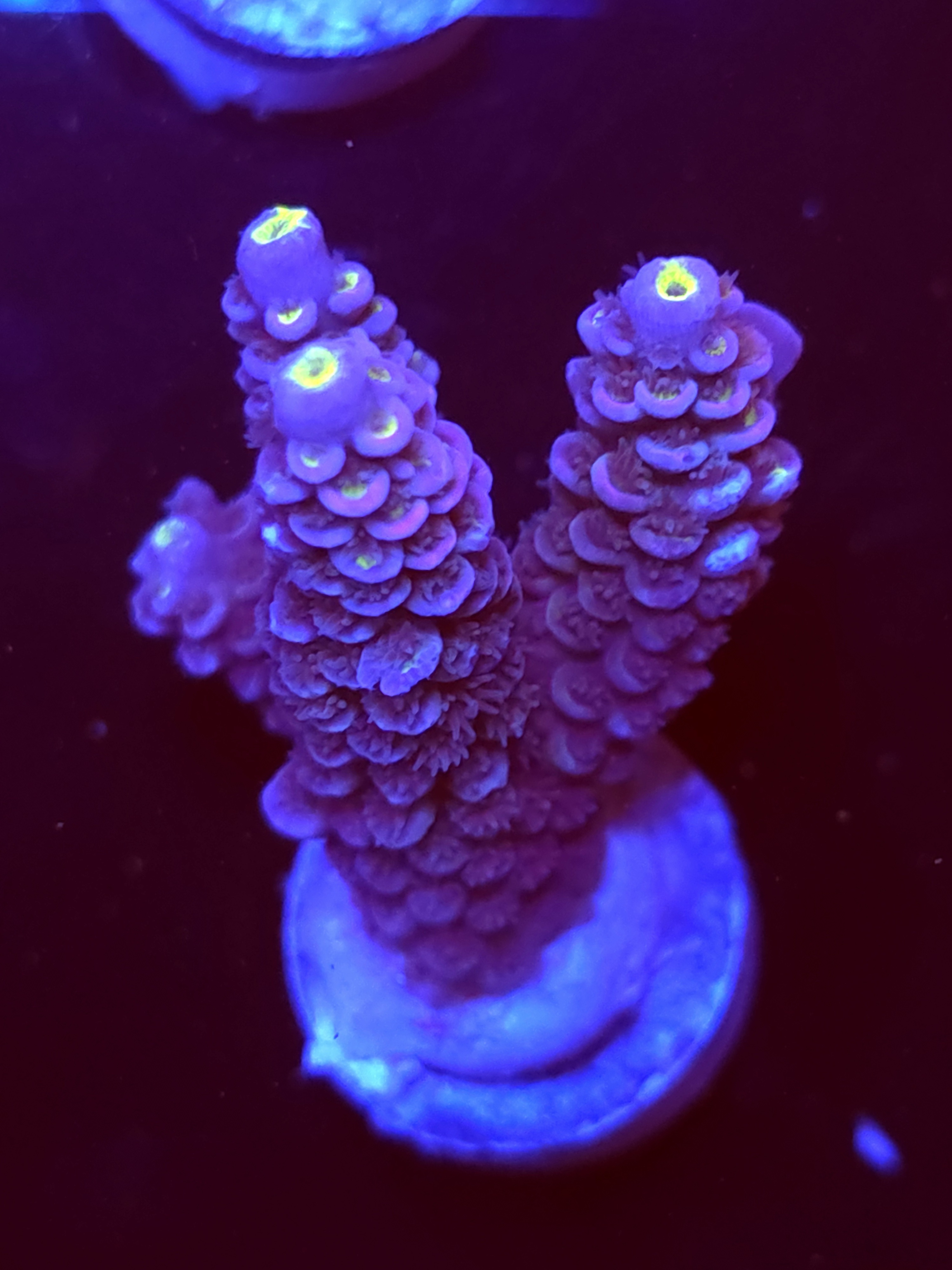 SBB "Blue Spark" Acro Large 4 Branch