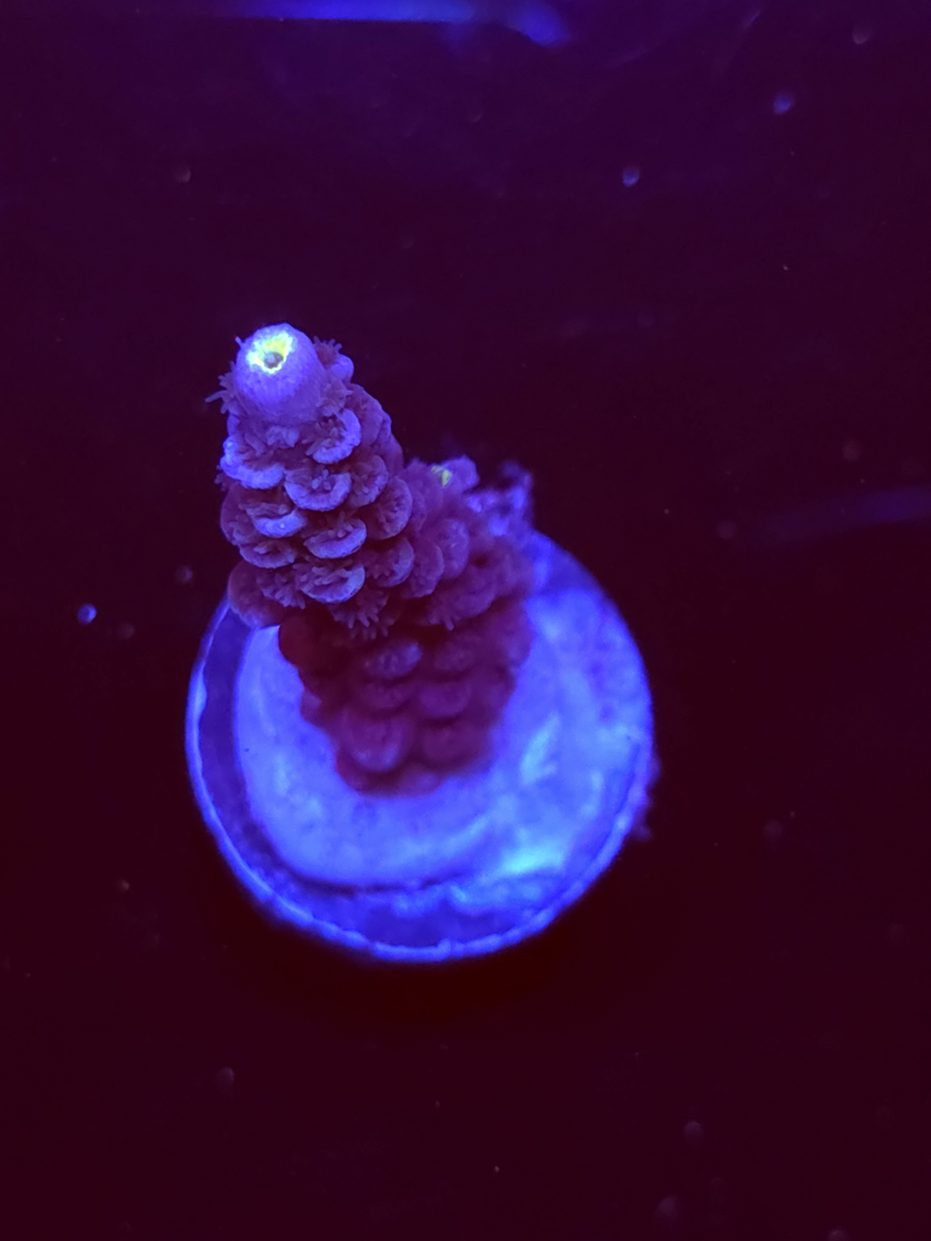 SBB "Blue Spark" Acro Medium Branch