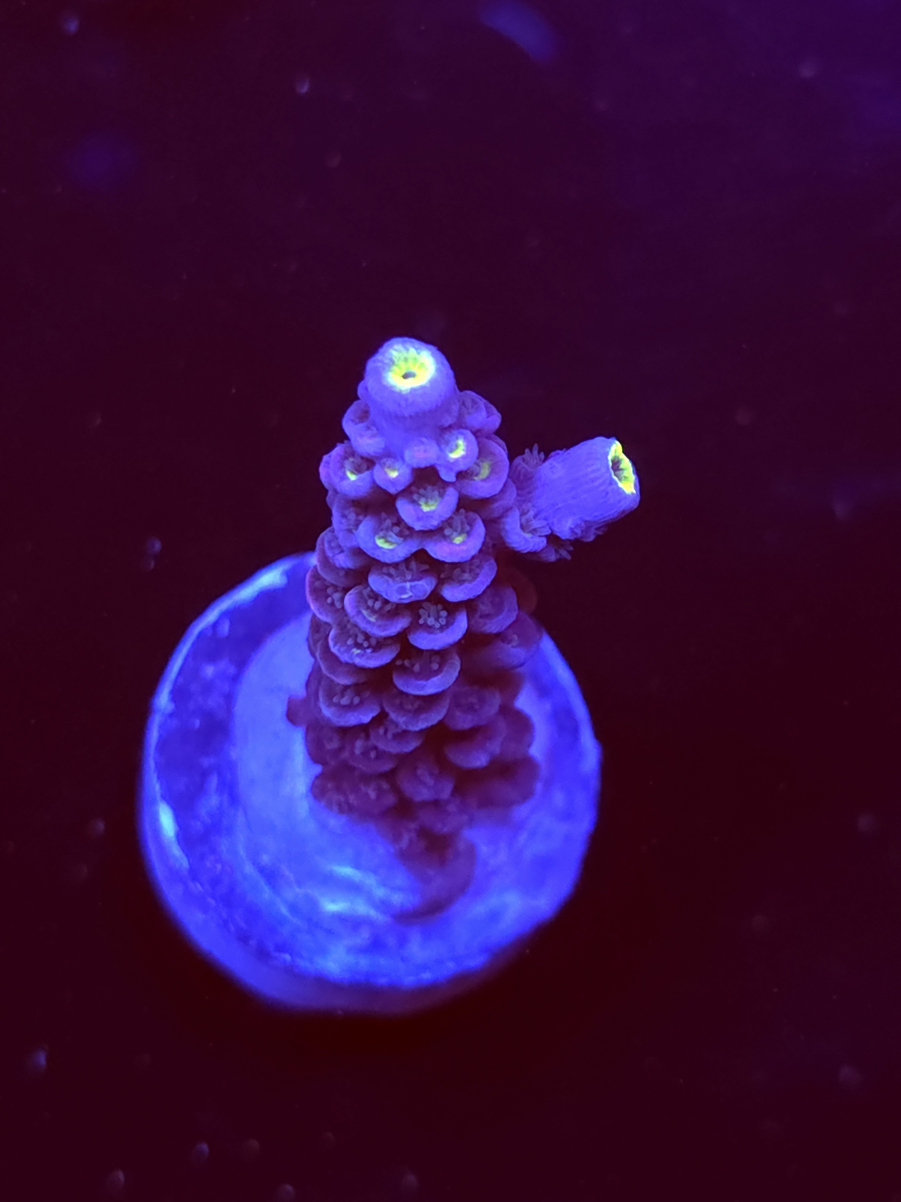 SBB "Blue Spark" Acro Medium Branch