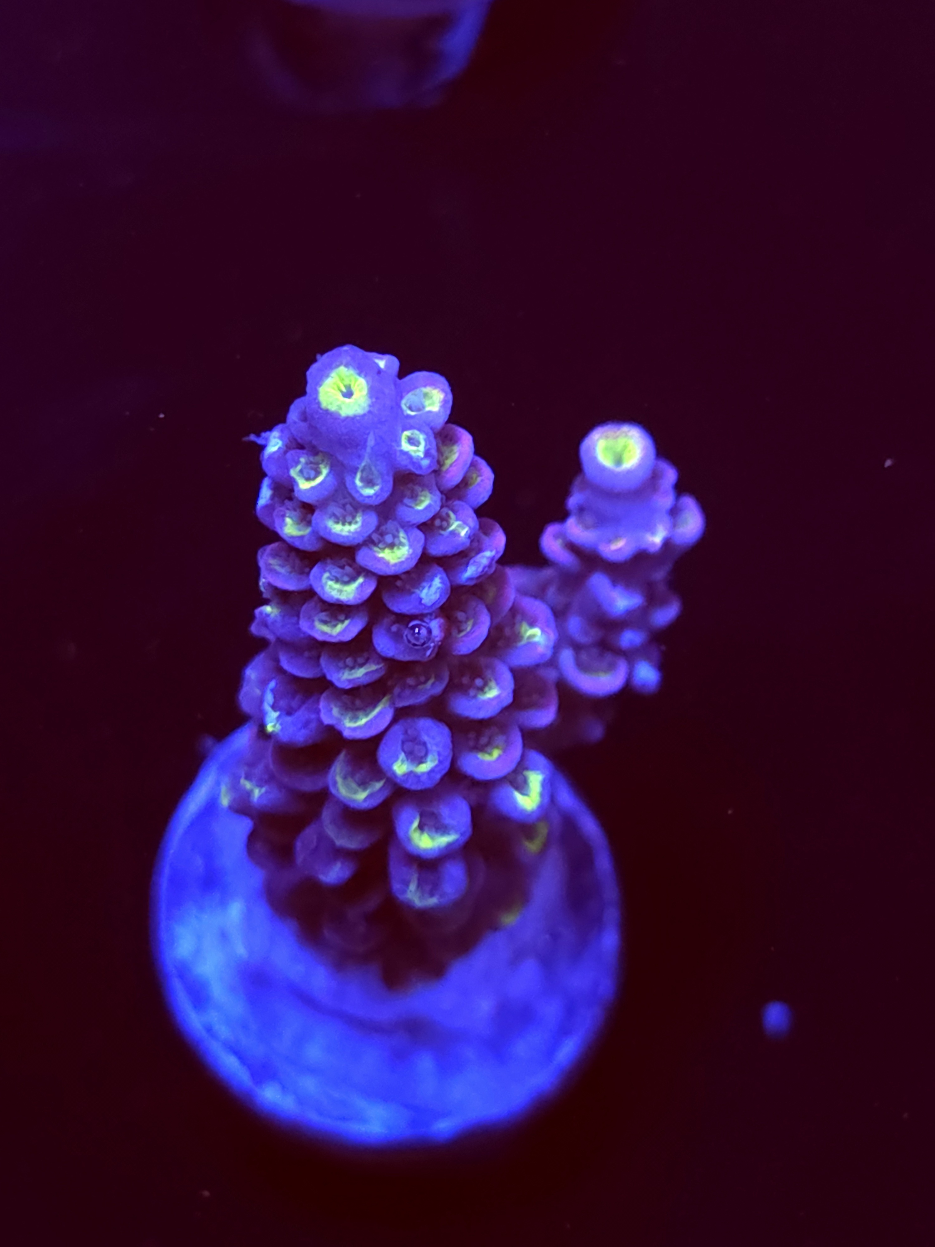 SBB "Blue Spark" Acro Medium 2 Branch