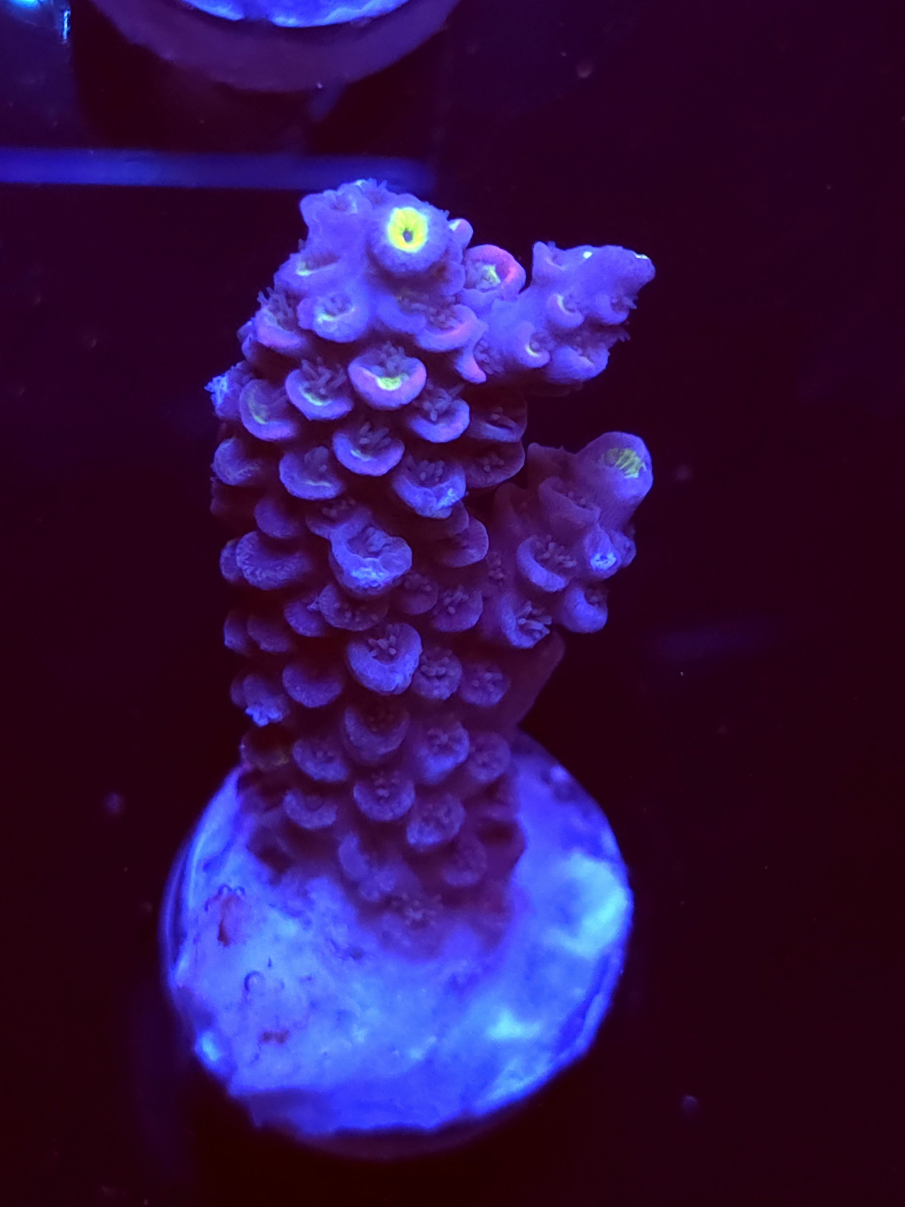 SBB "Blue Spark" Acro Large Branch