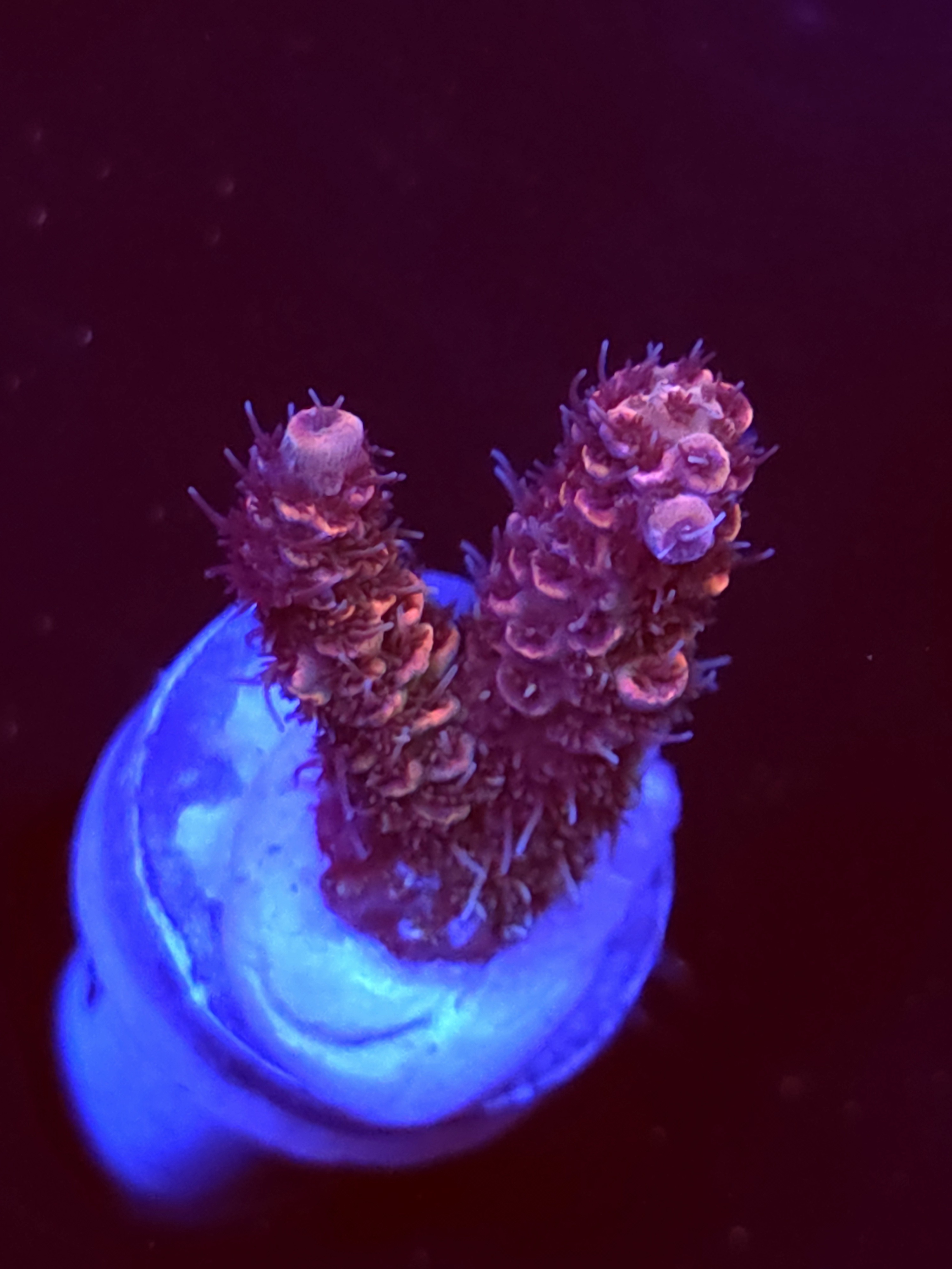 SBB "Reef Ember" Acro Small 2 Branch