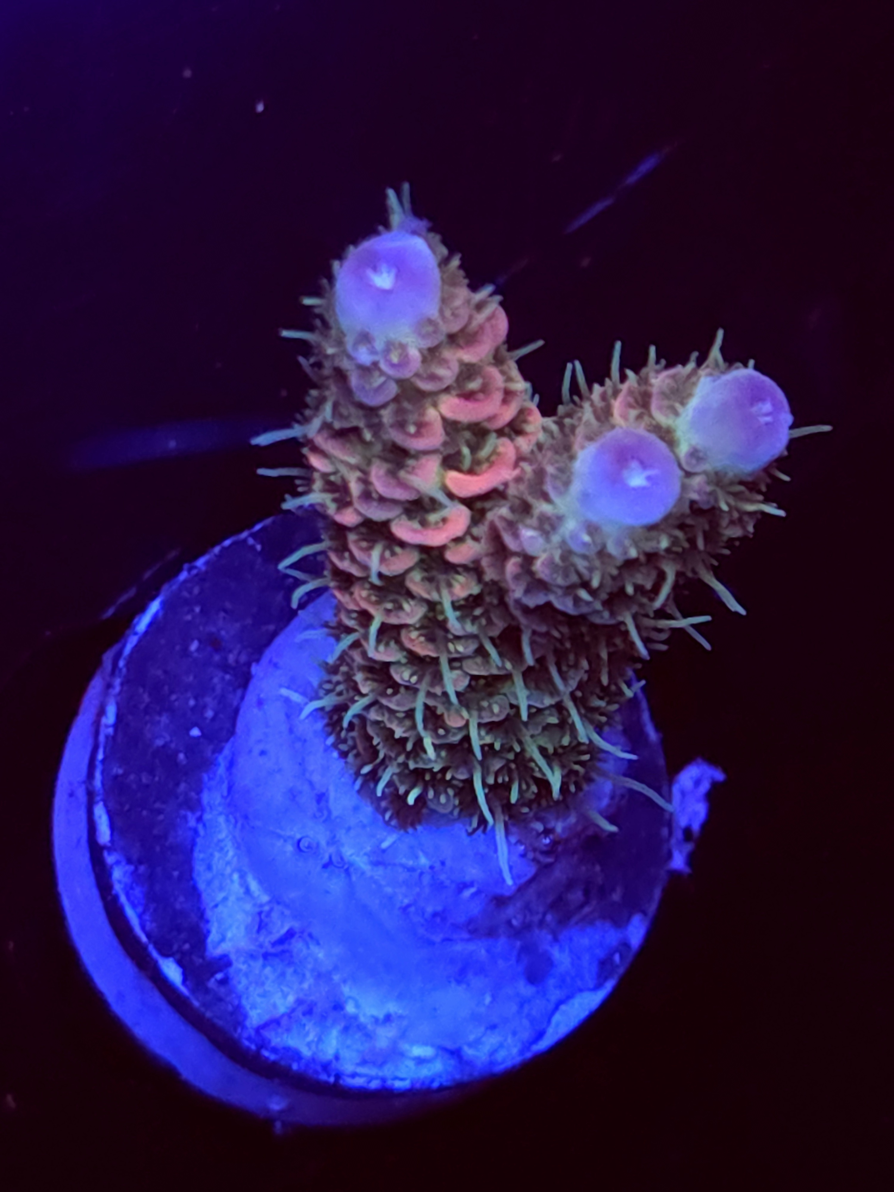 SBB "Dream Light" Acro Medium Branch