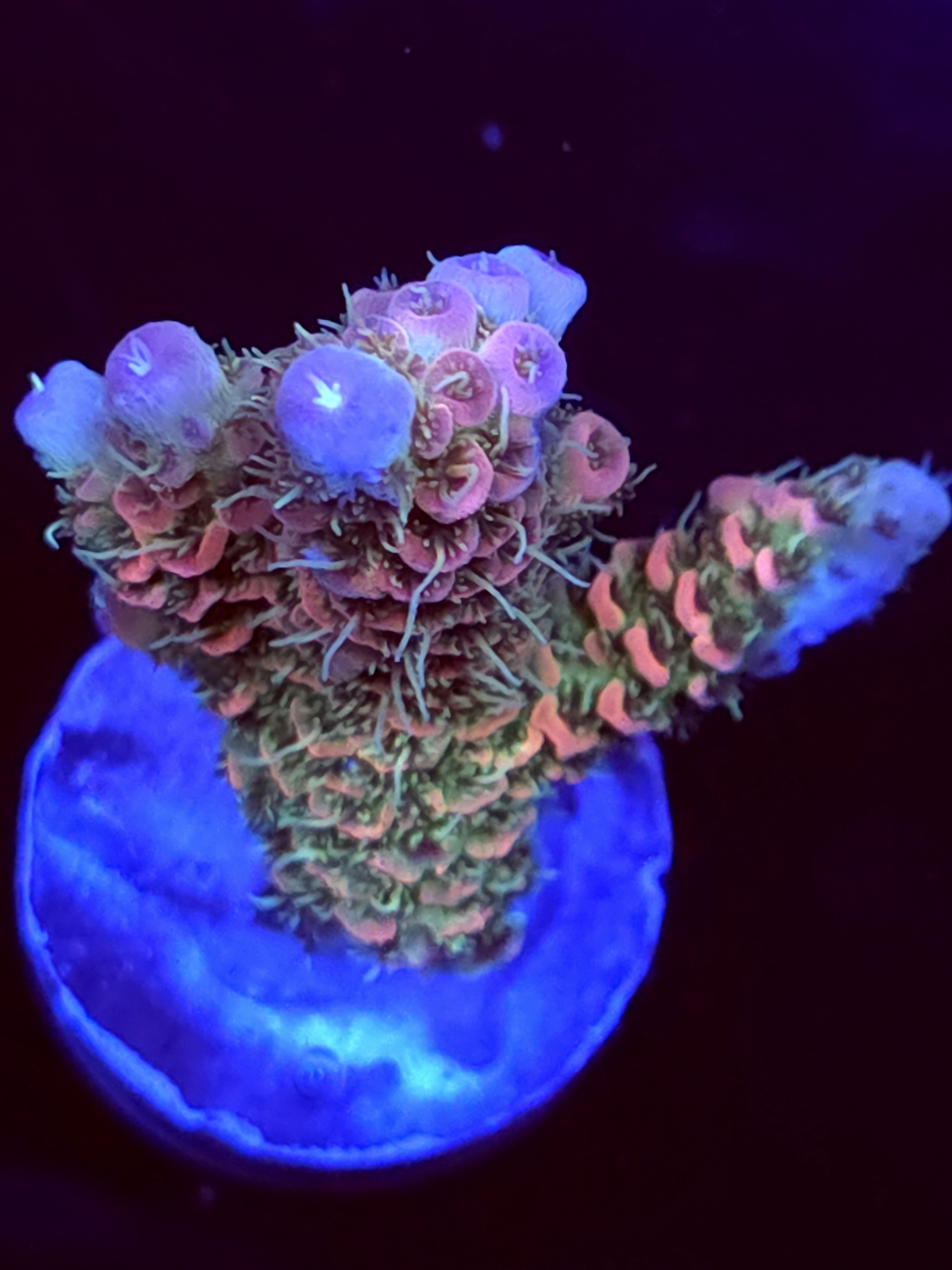 SBB "Dream Light" Acro Medium 2 Branch