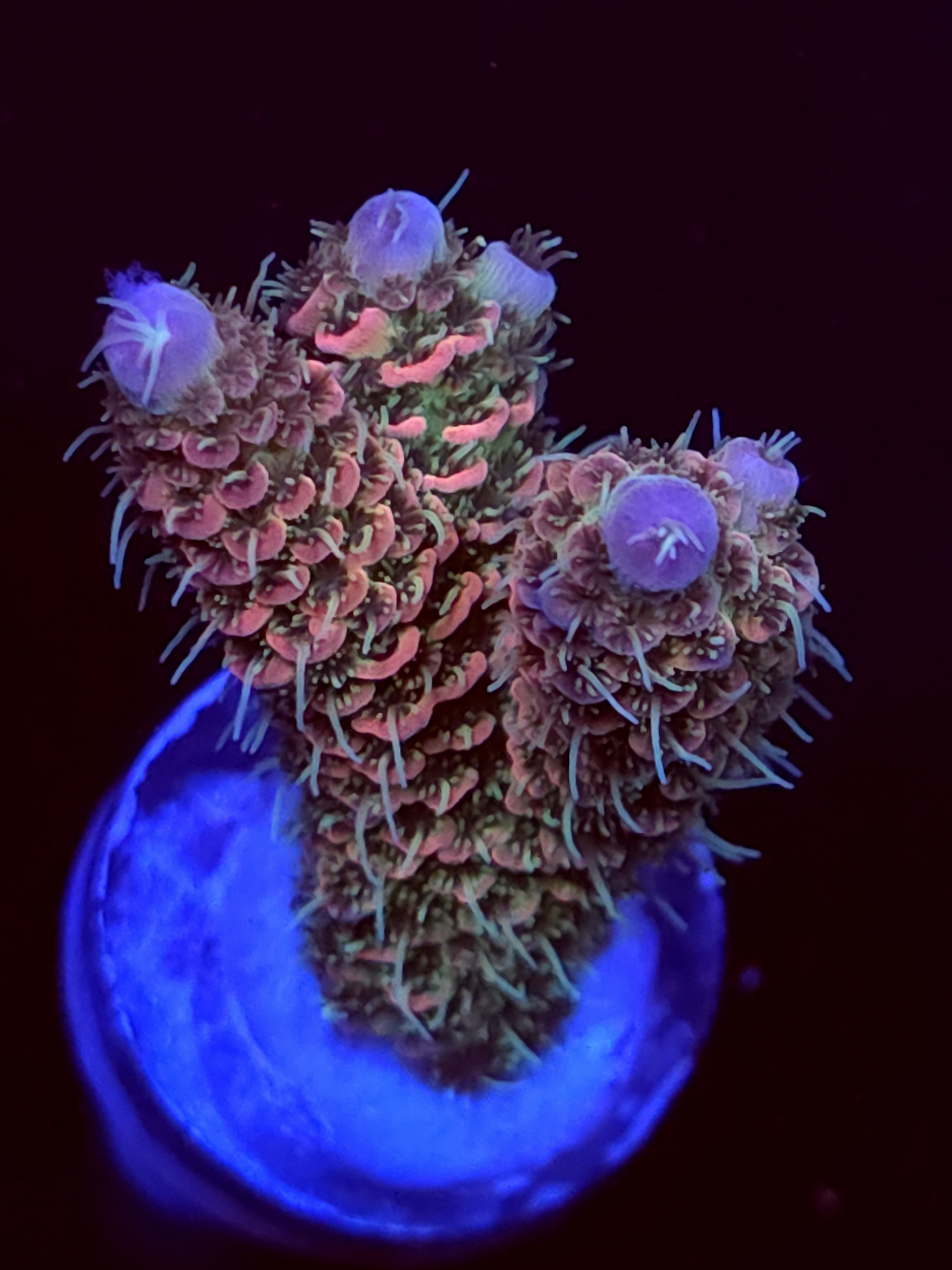 SBB "Mystery Signature" Acro Medium 2 Branch