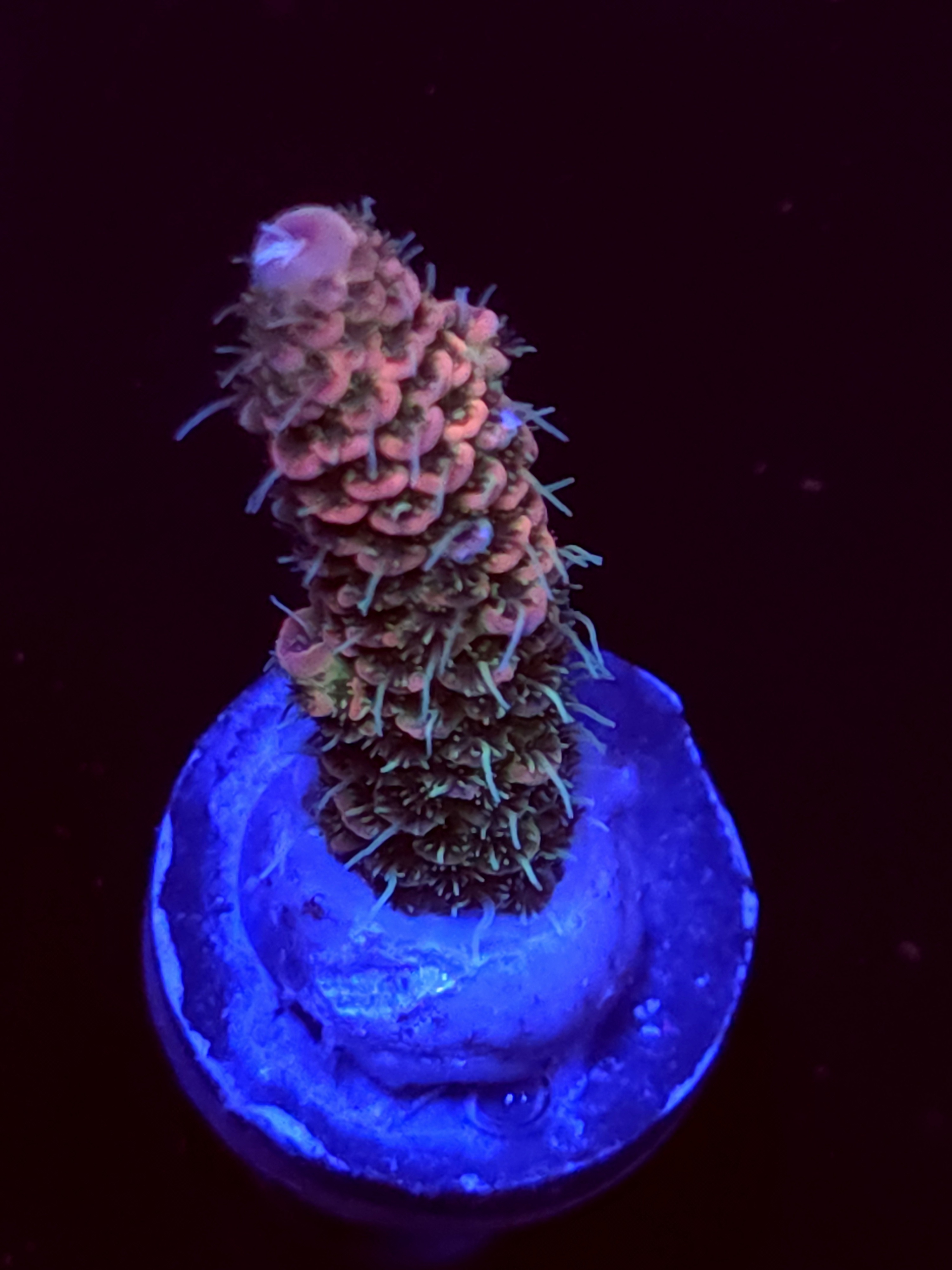 SBB "Dream Light" Acro Medium Branch