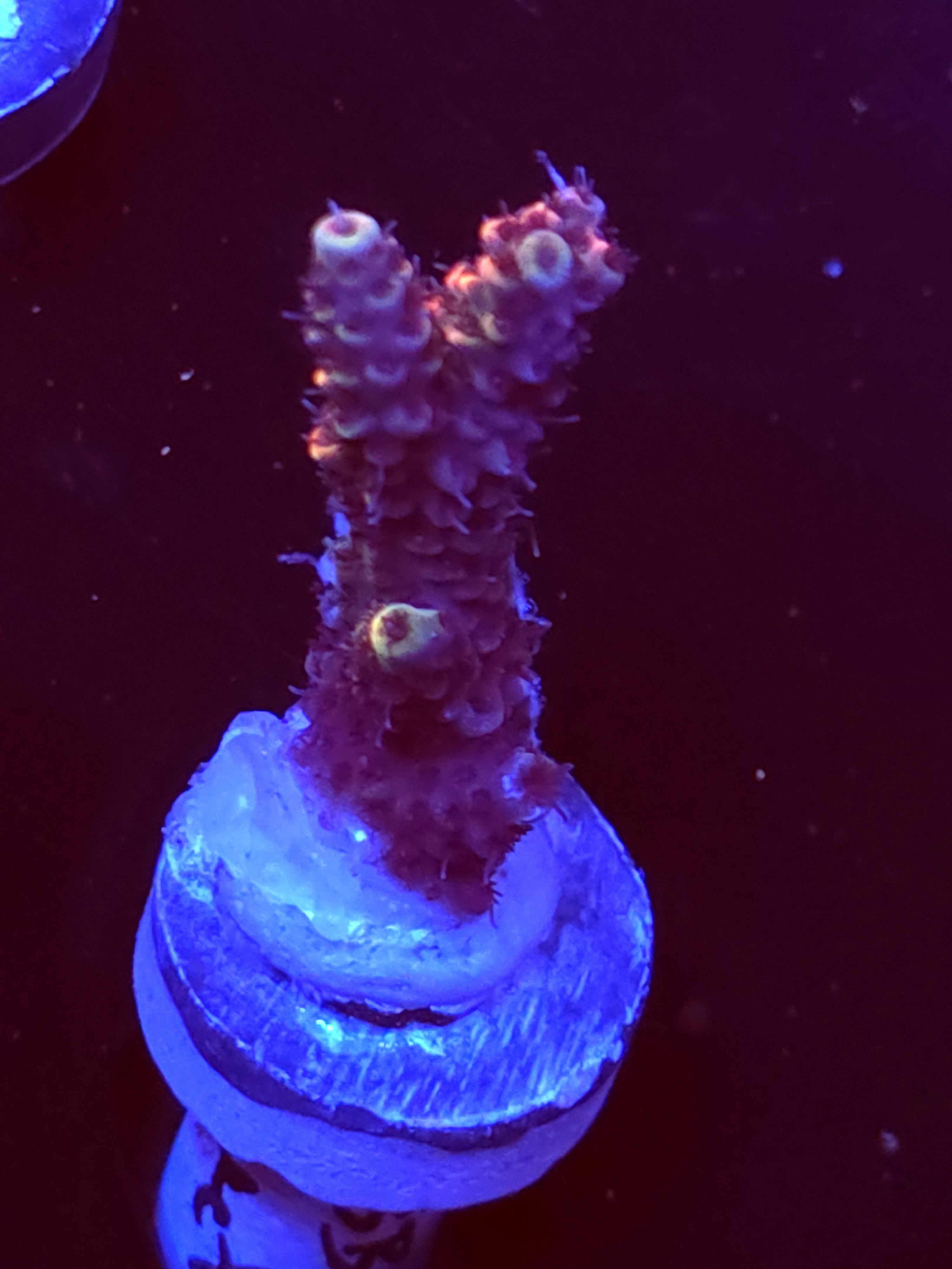 SBB "Mystery Signature" Acro Medium Branch