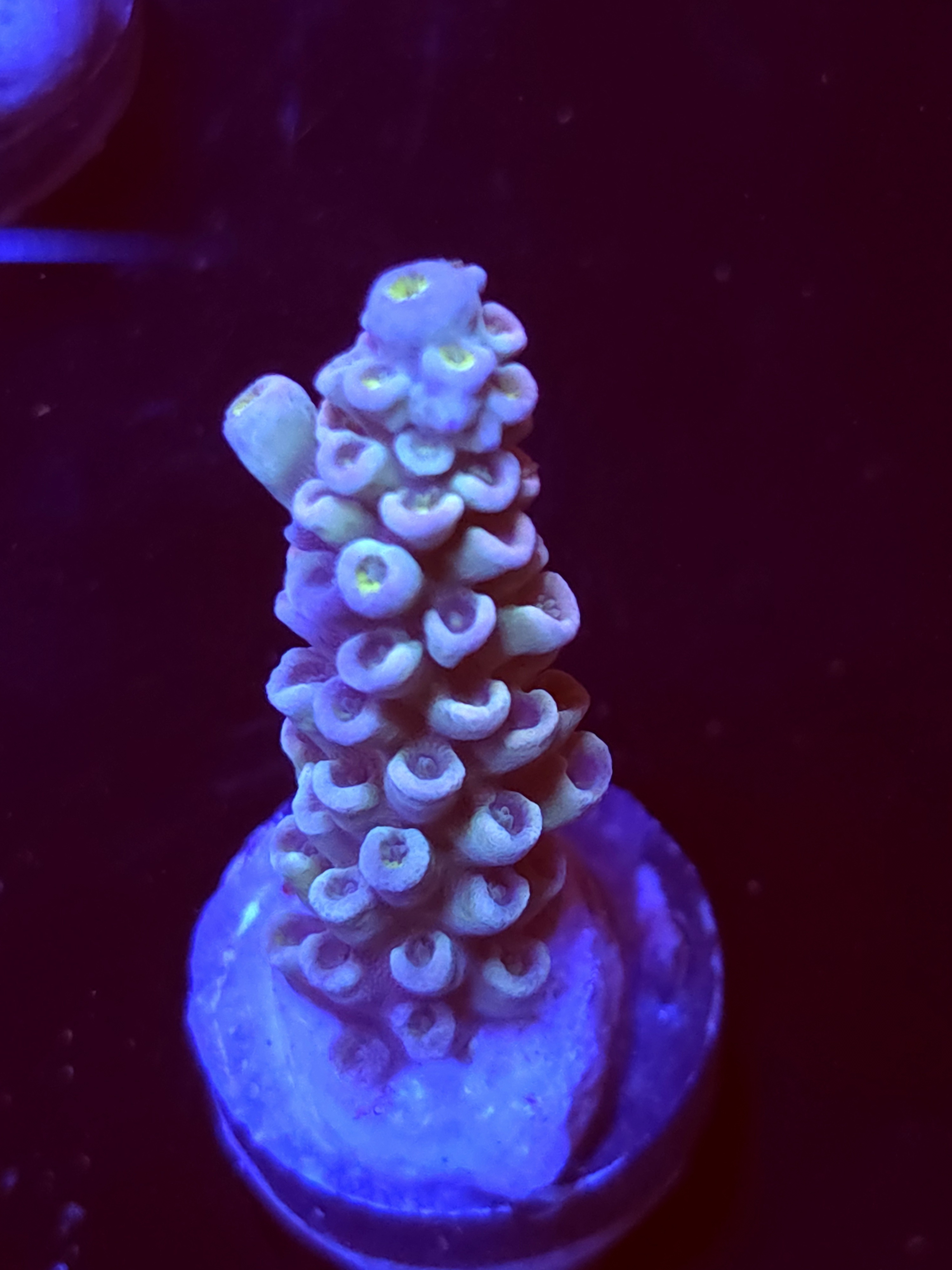 SBB "Glo Topia" Acro Large Branch