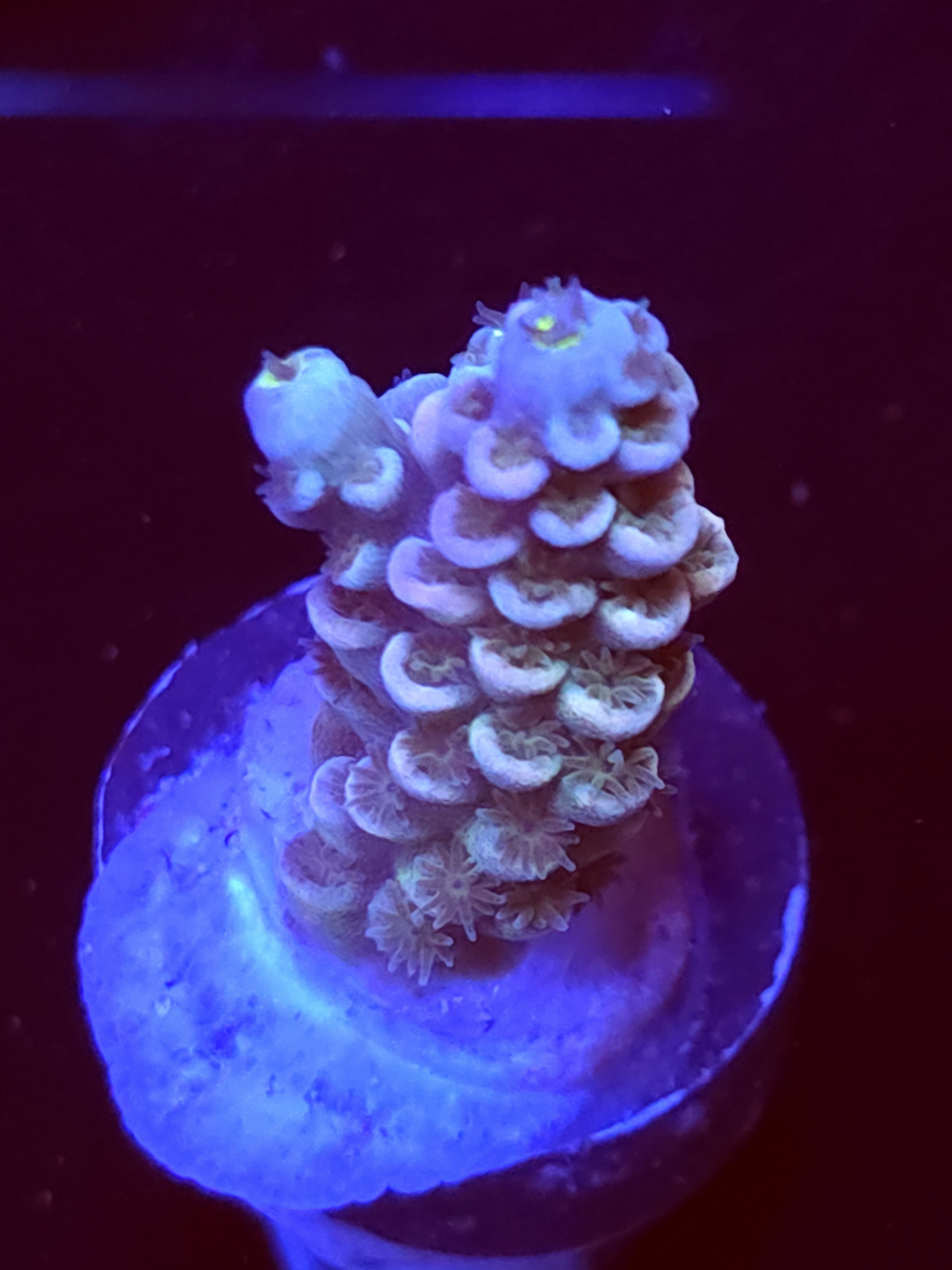 SBB "Glo Topia" Acro Small Branch