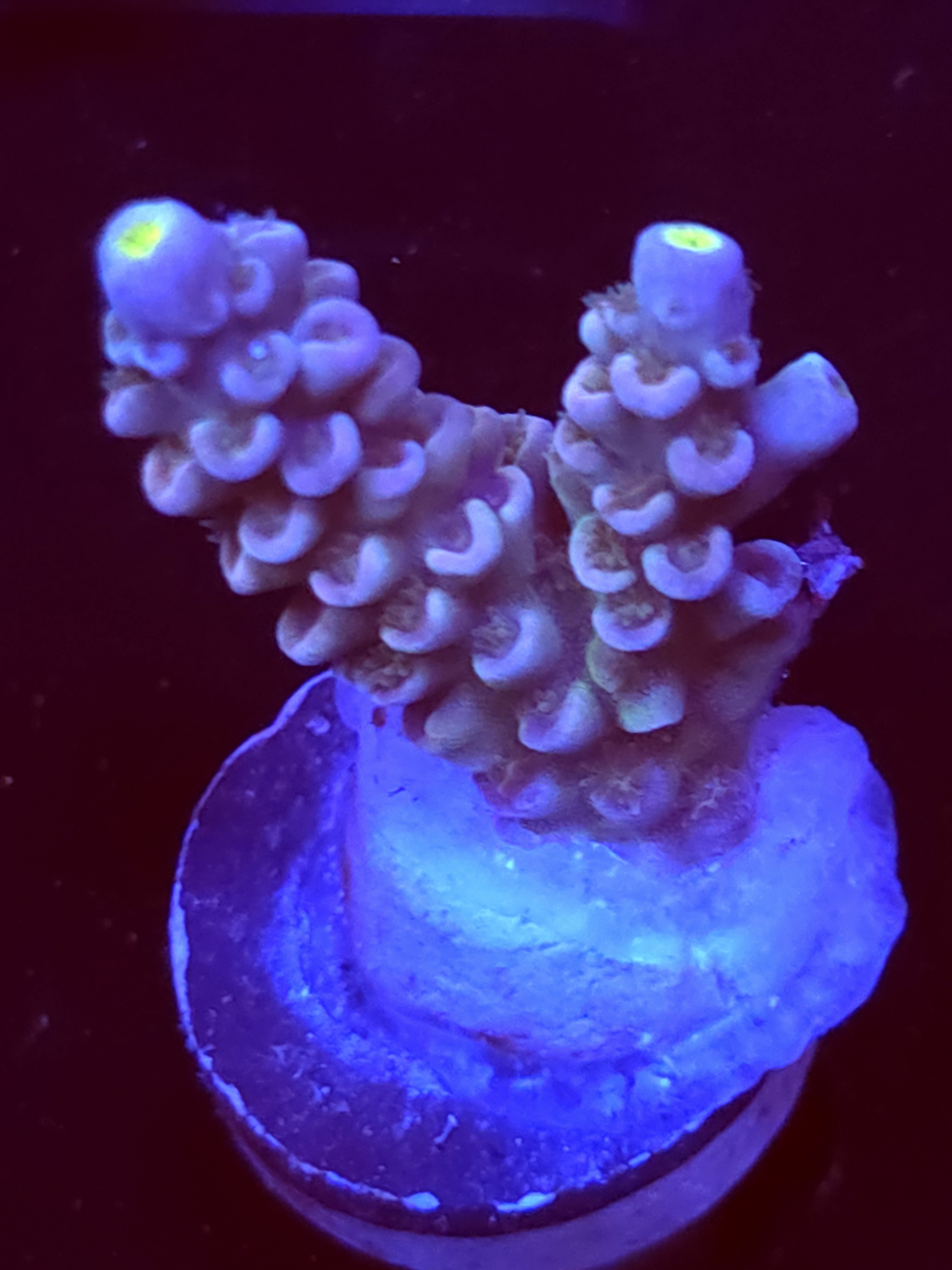 SBB "Glo Topia" Acro Medium 2 Branch