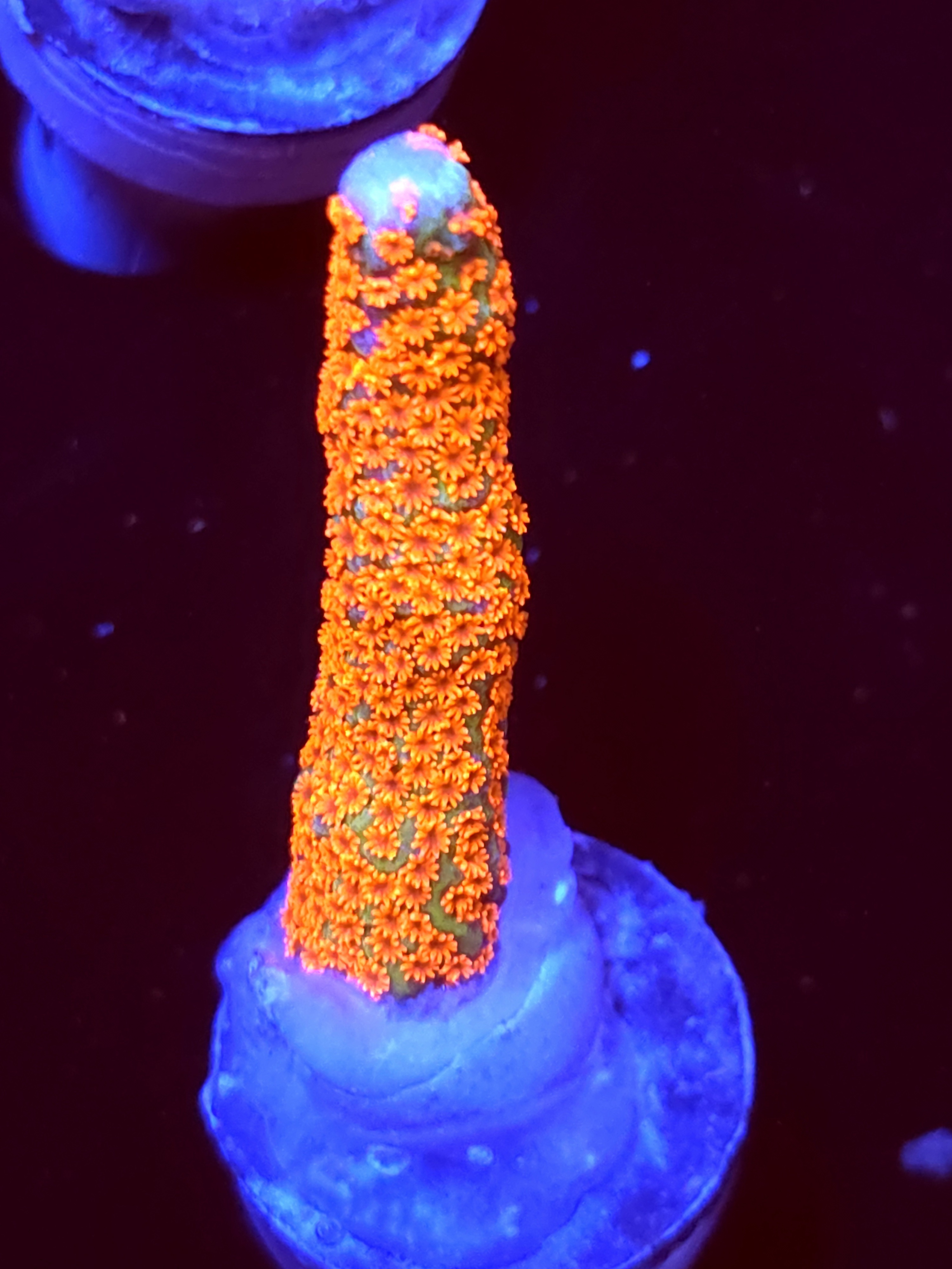 SBB "Bubble Digi" Acro Large Branch