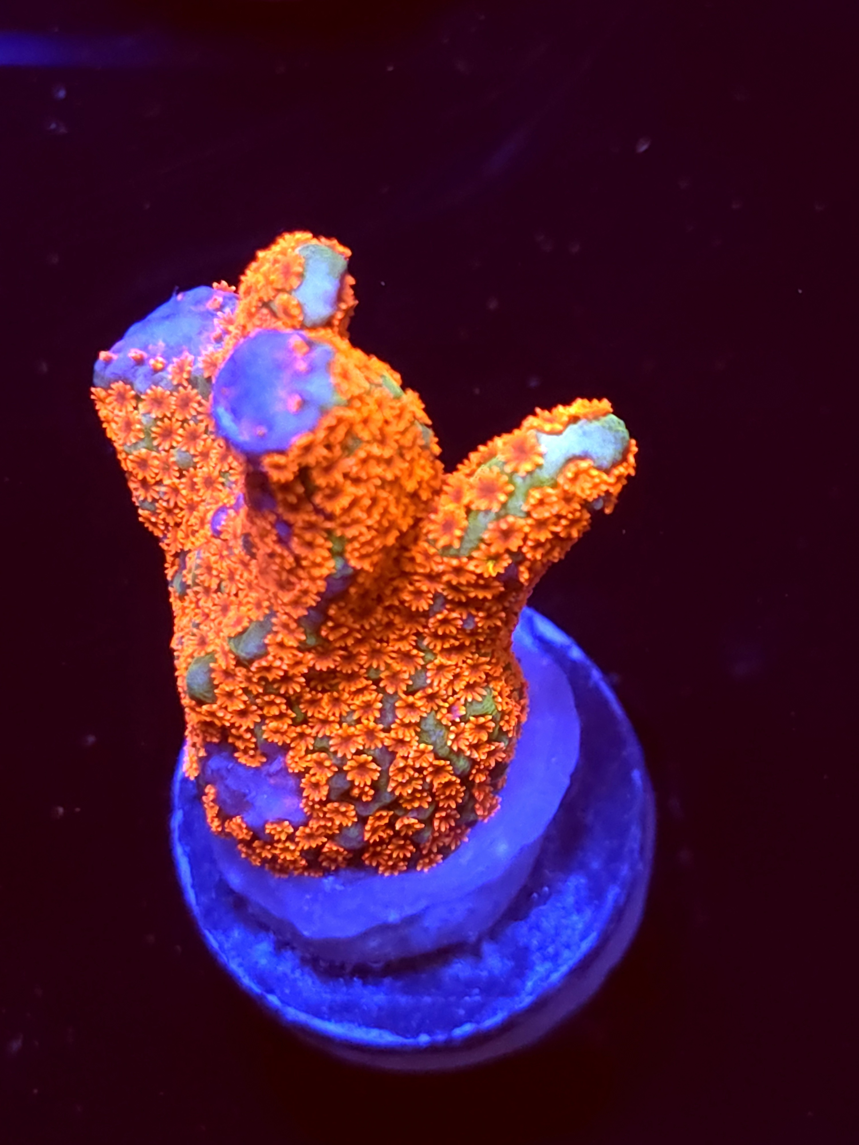 SBB "Bubble Digi" Acro Medium Chunky