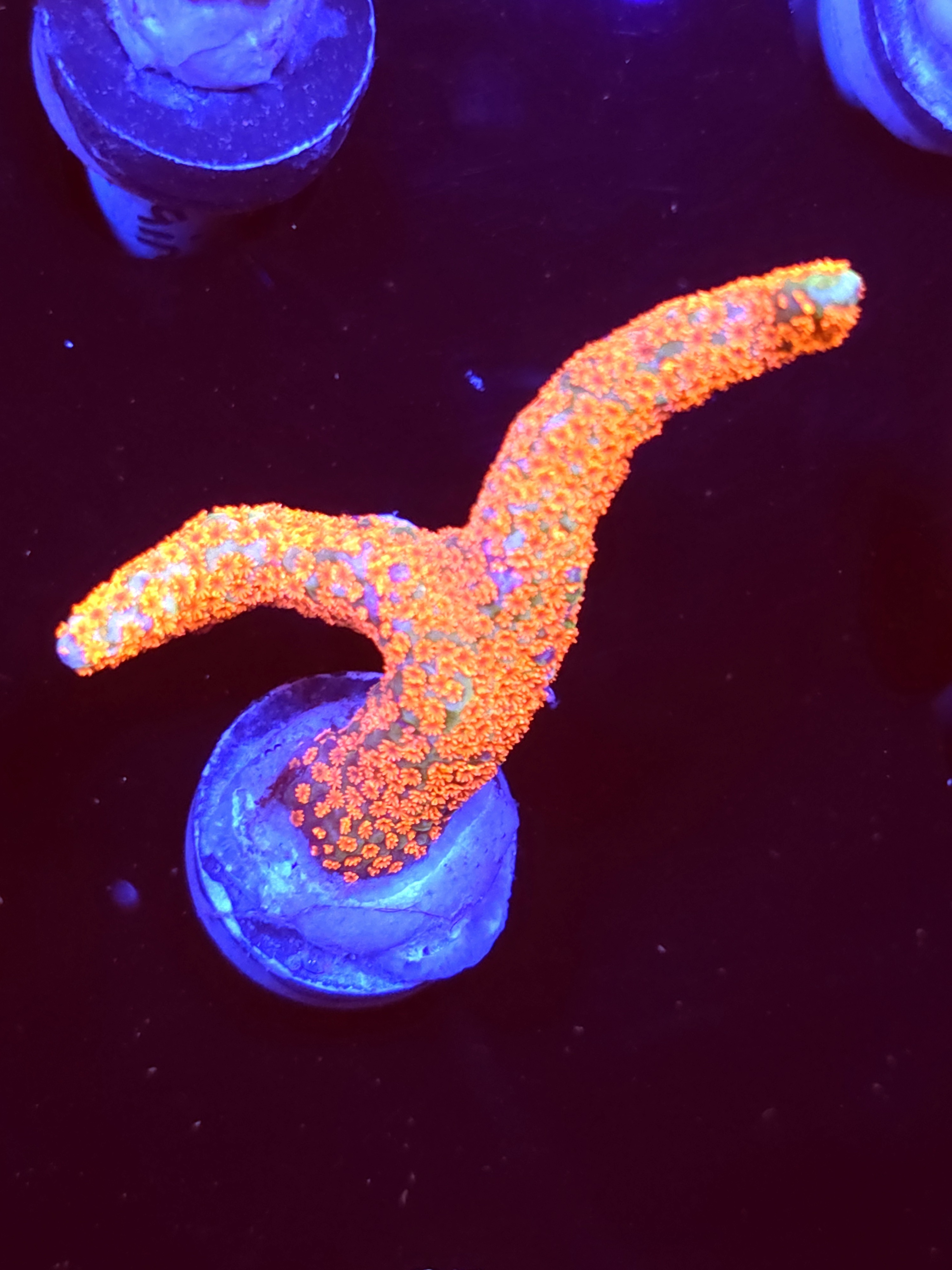 SBB "Bubble Digi" Acro Large 2 Branch