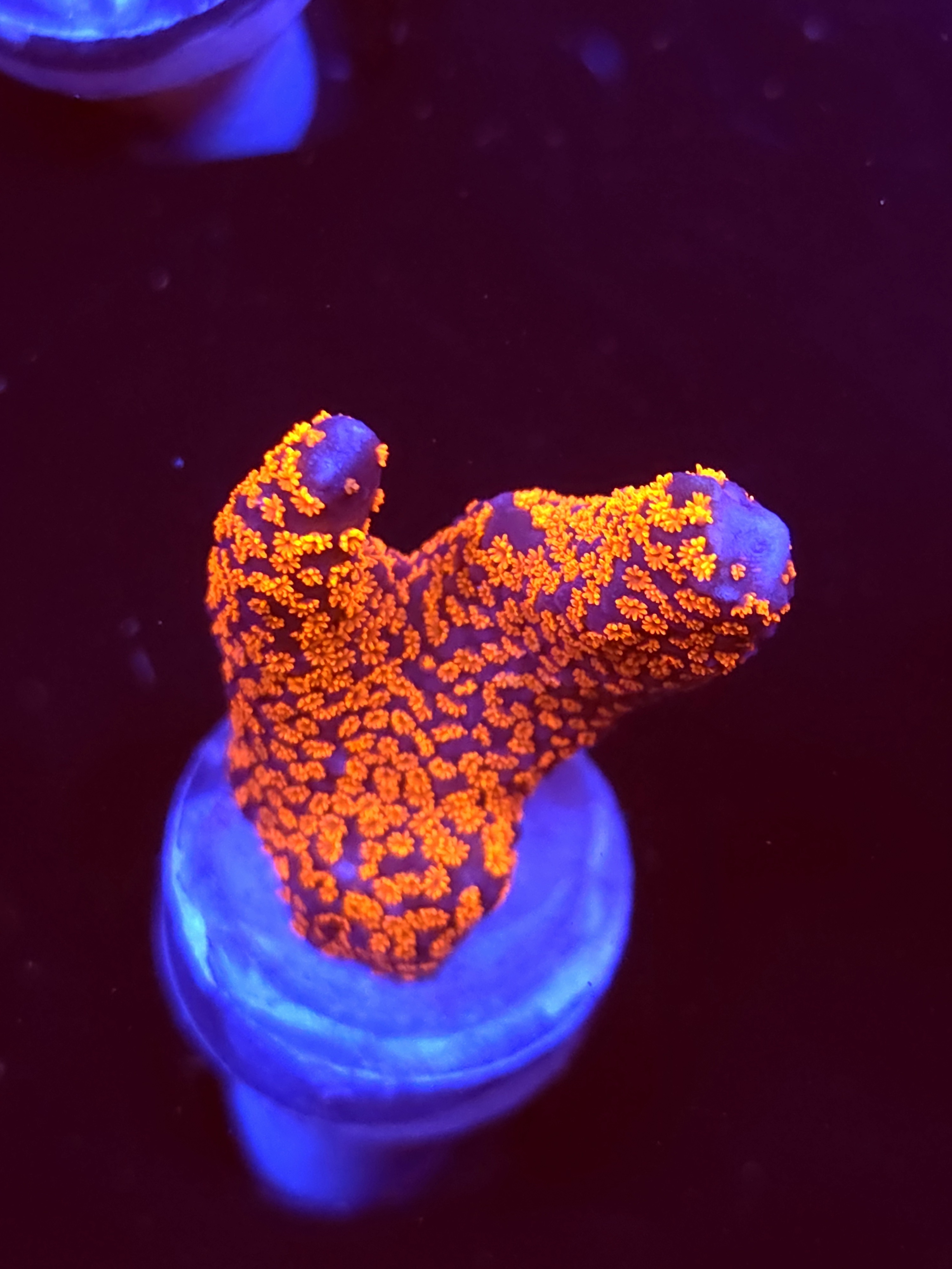 SBB "Bubble Digi" Acro Medium 2 Branch