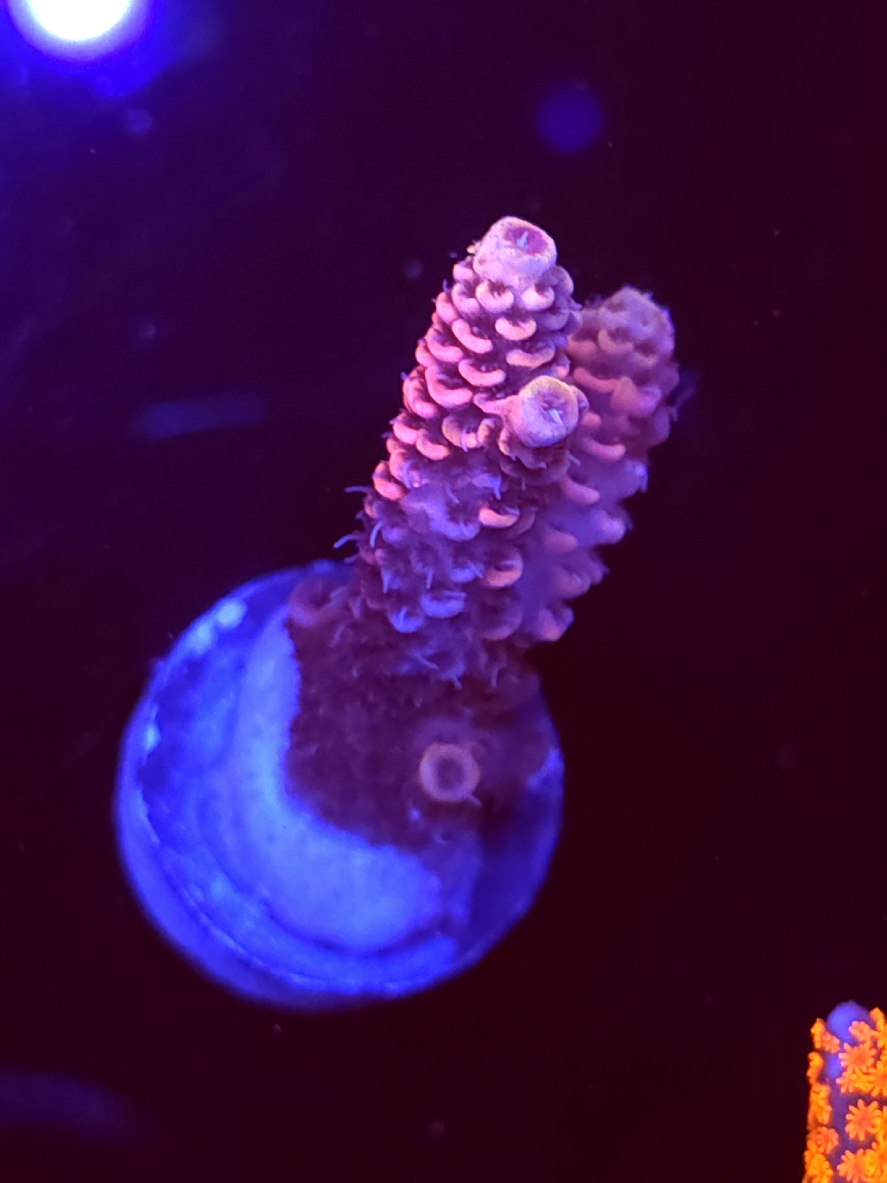 SBB "Brain Crazy" Acro Medium 2 Branch