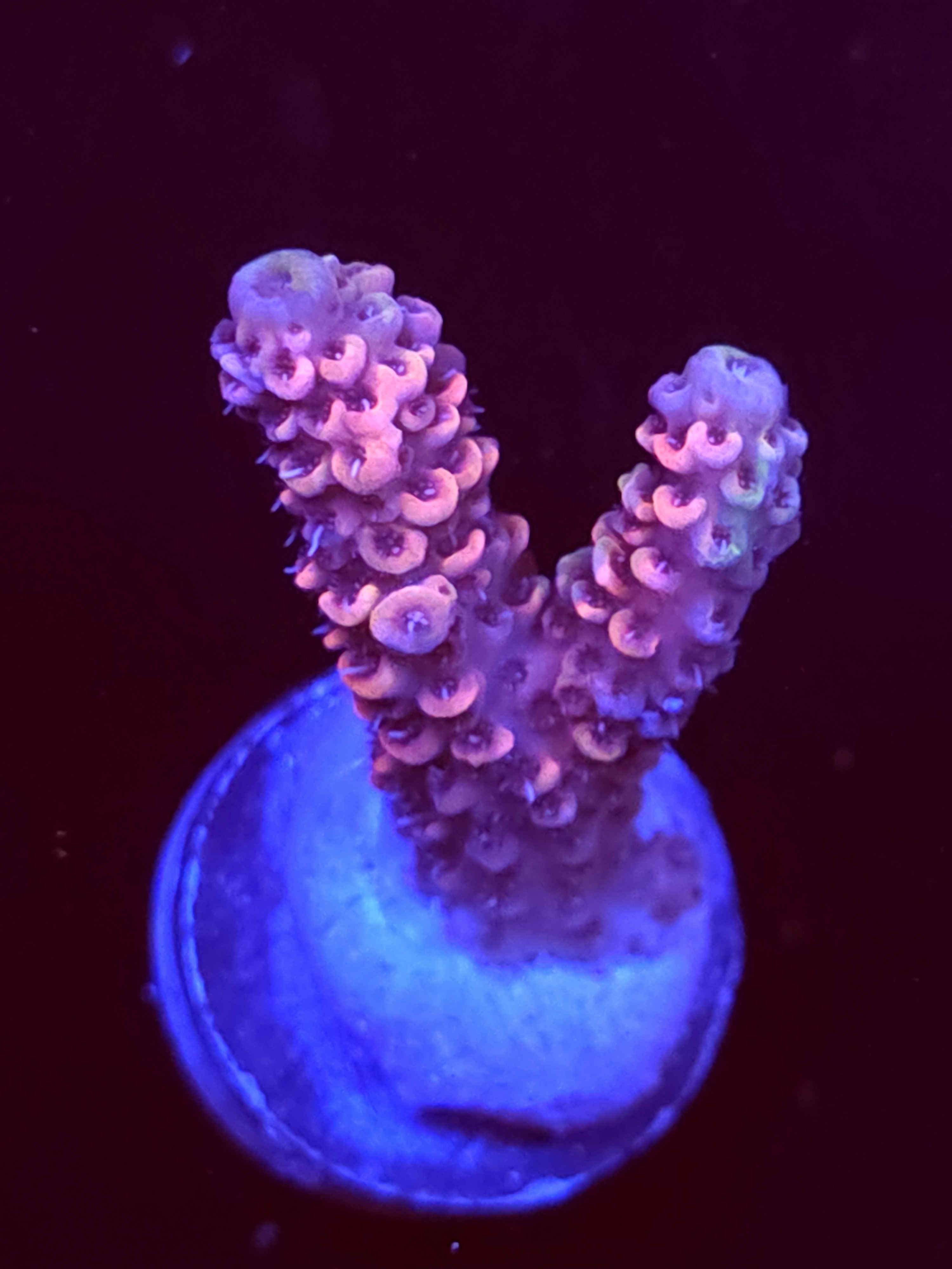 SBB "Mystery Signature" Acro Medium 2 Branch