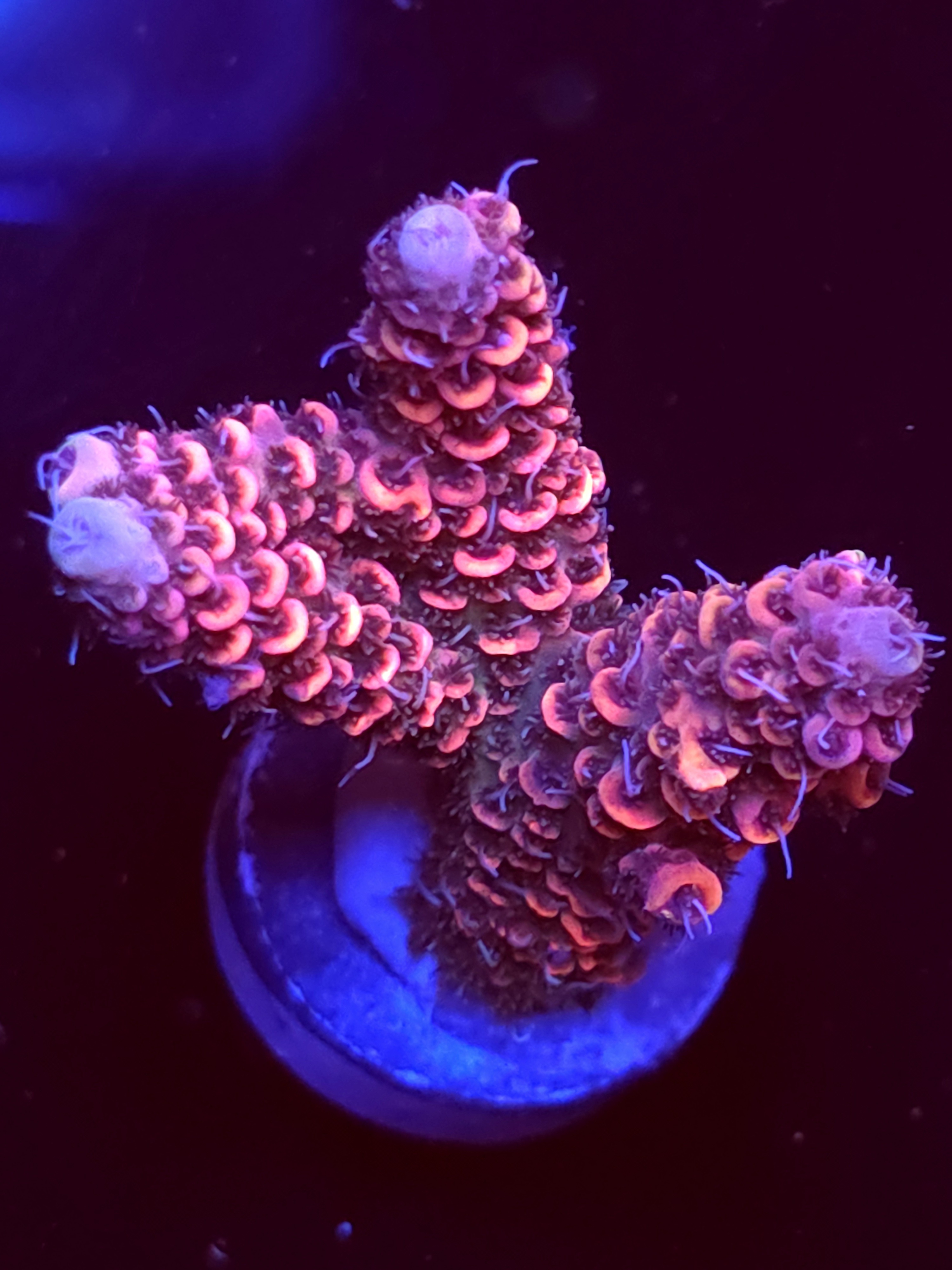 SBB "Evil Queen" Acro Large 3 Branch