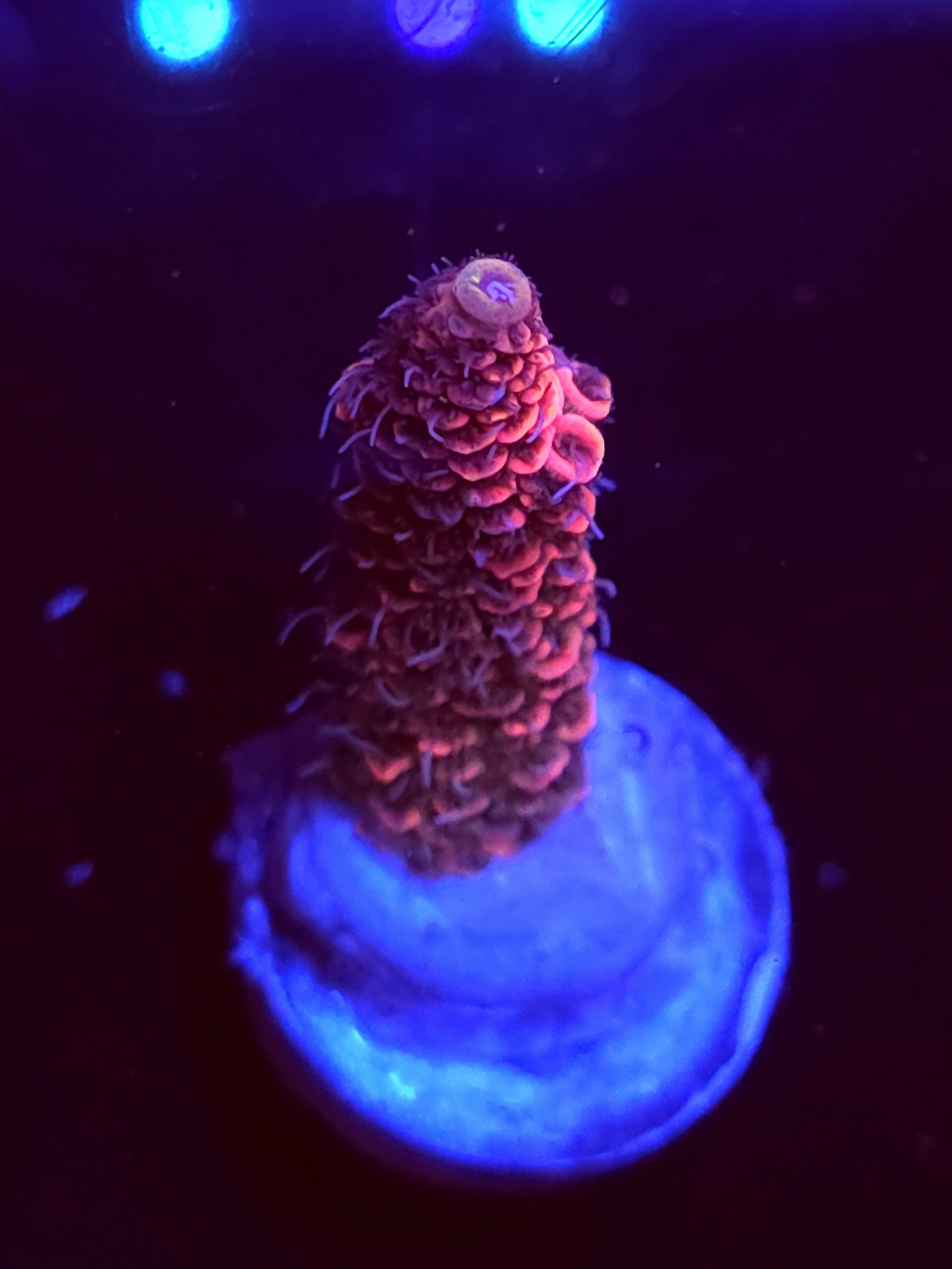 SBB "Evil Queen" Acro Large Branch