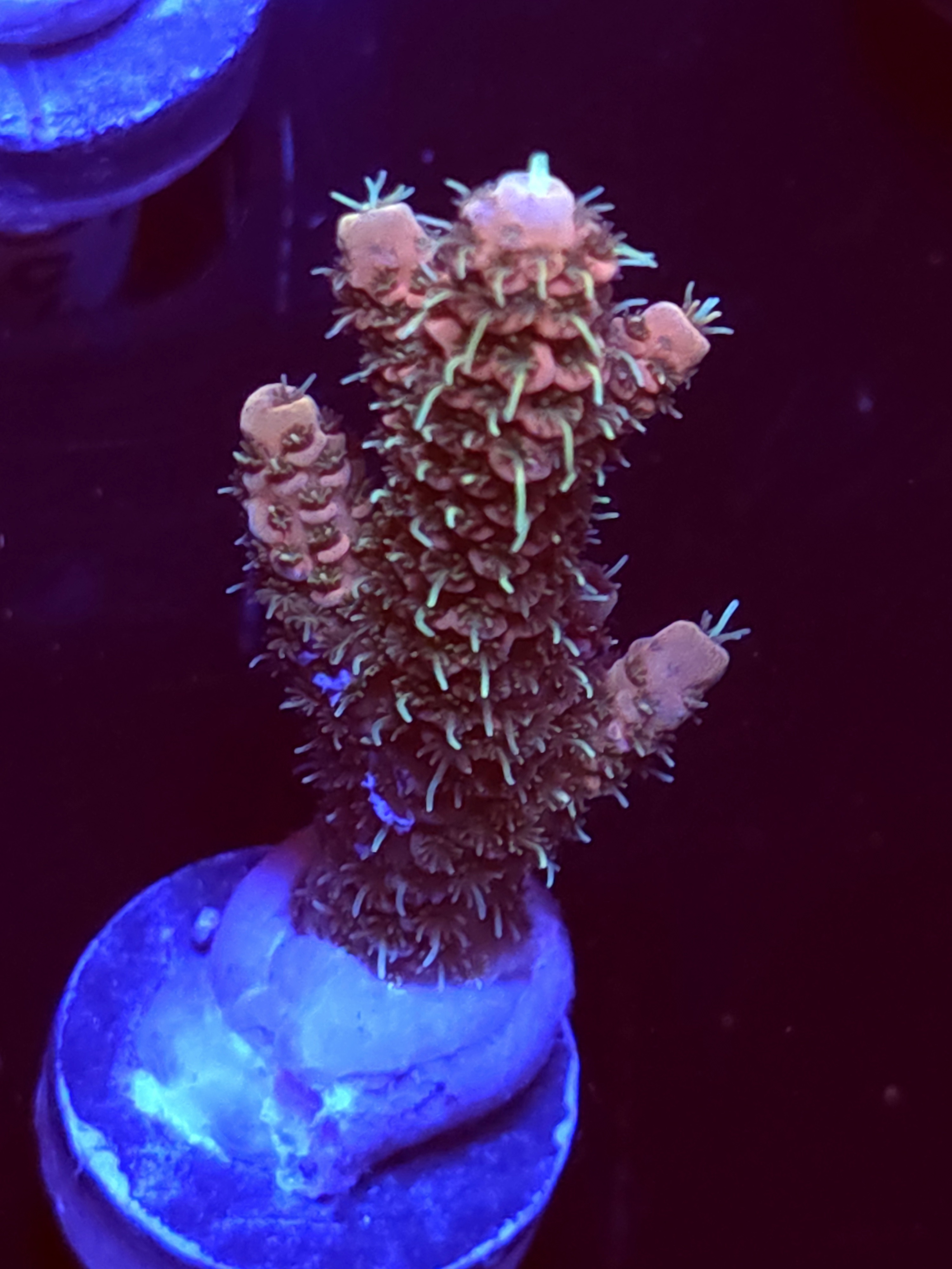 SBB " Venom Reef" Acro Large 2 Branch