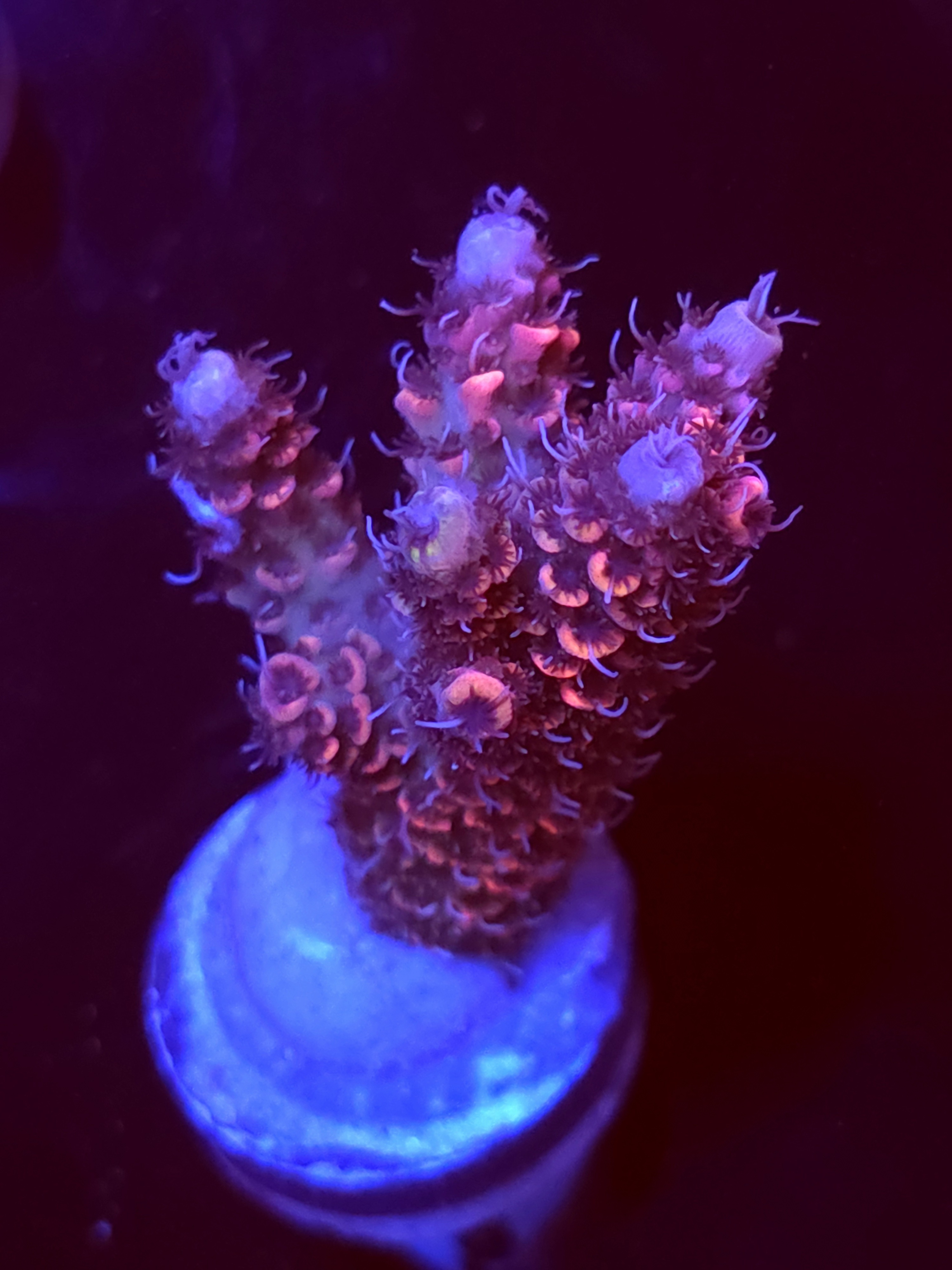 SBB "Evil Queen" Acro Medium Multibranch