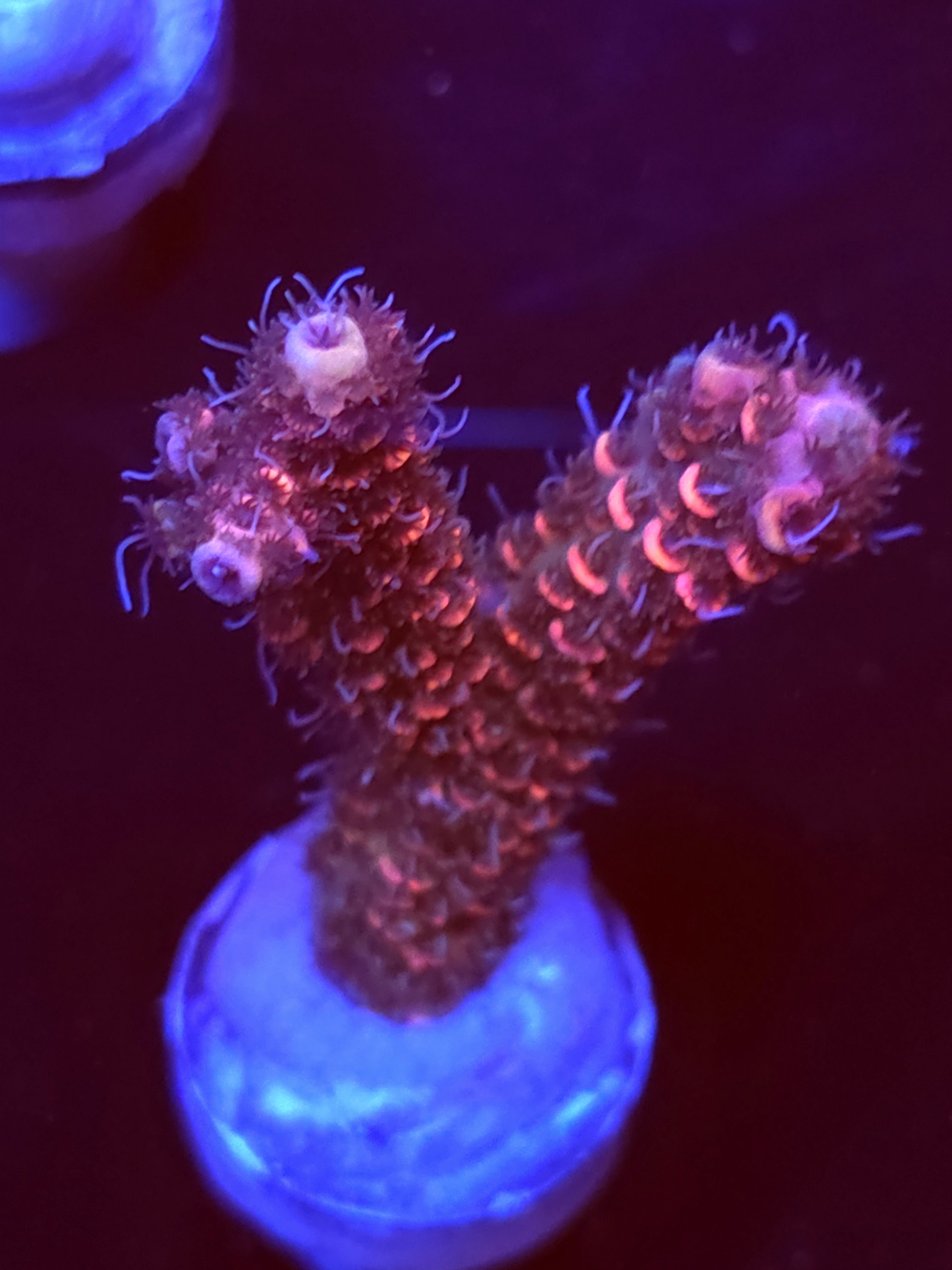 SBB "Evil Queen" Acro Large 2 Branch