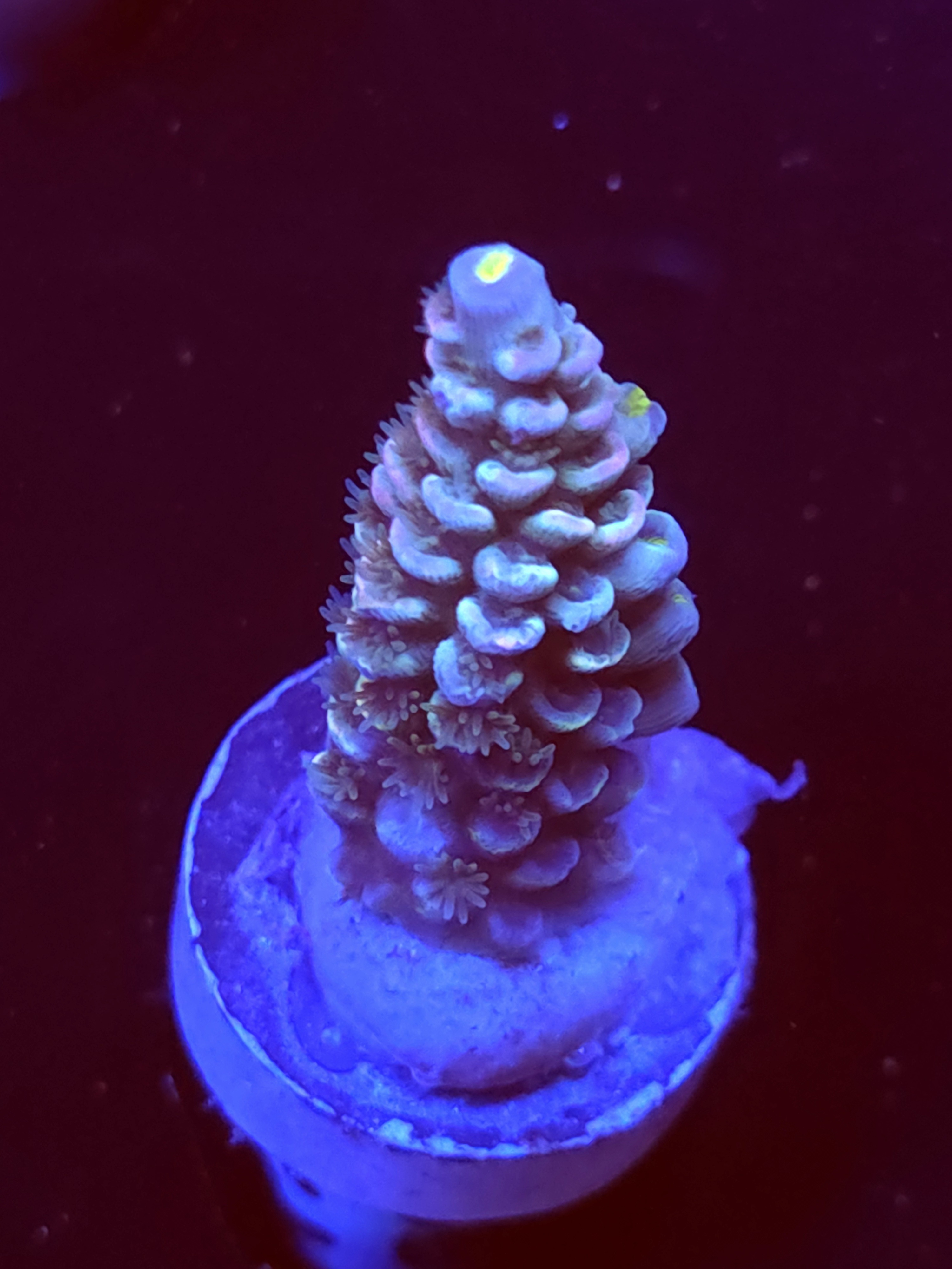 SBB "Gold Dust" Acro Medium Branch