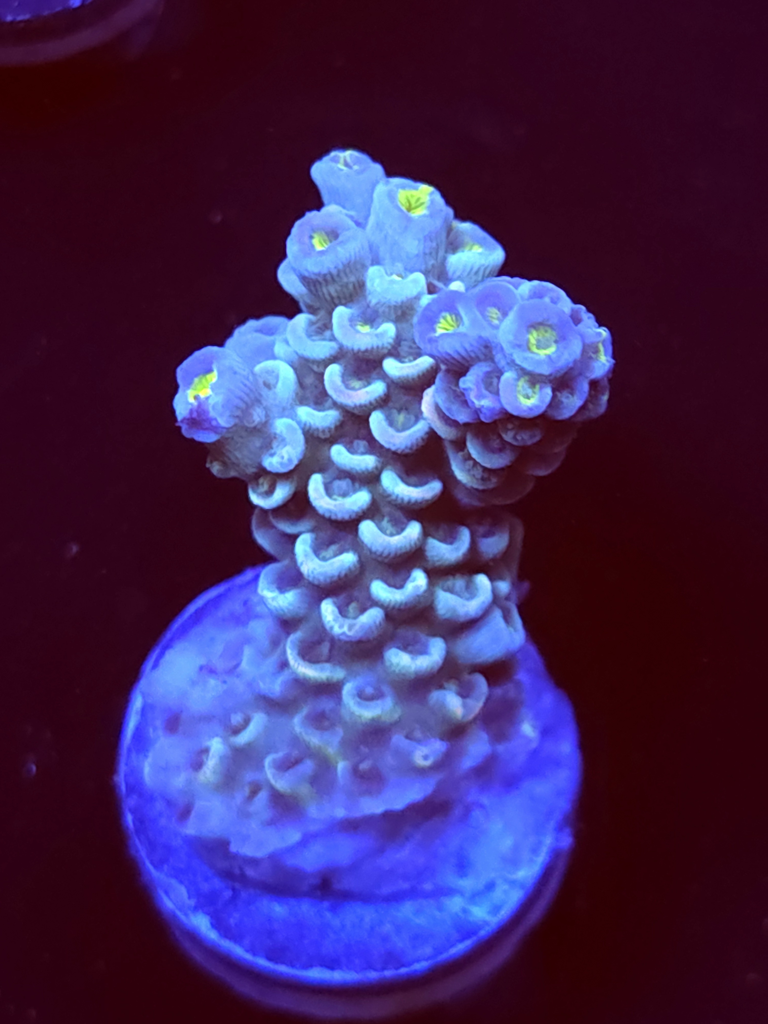 SBB "Mystery Signature" Acro Medium Branch