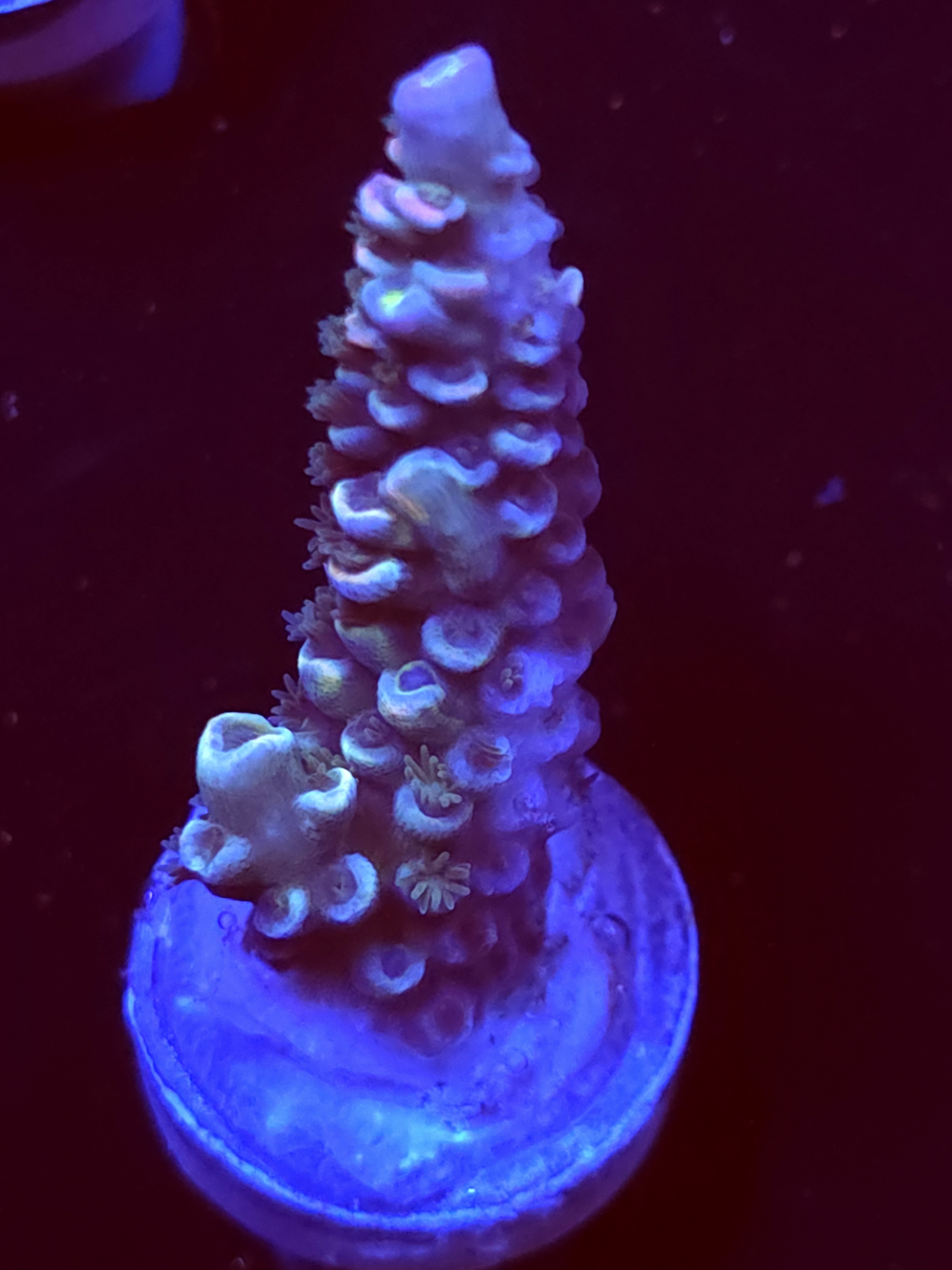 SBB "Gold Dust" Acro Large Branch