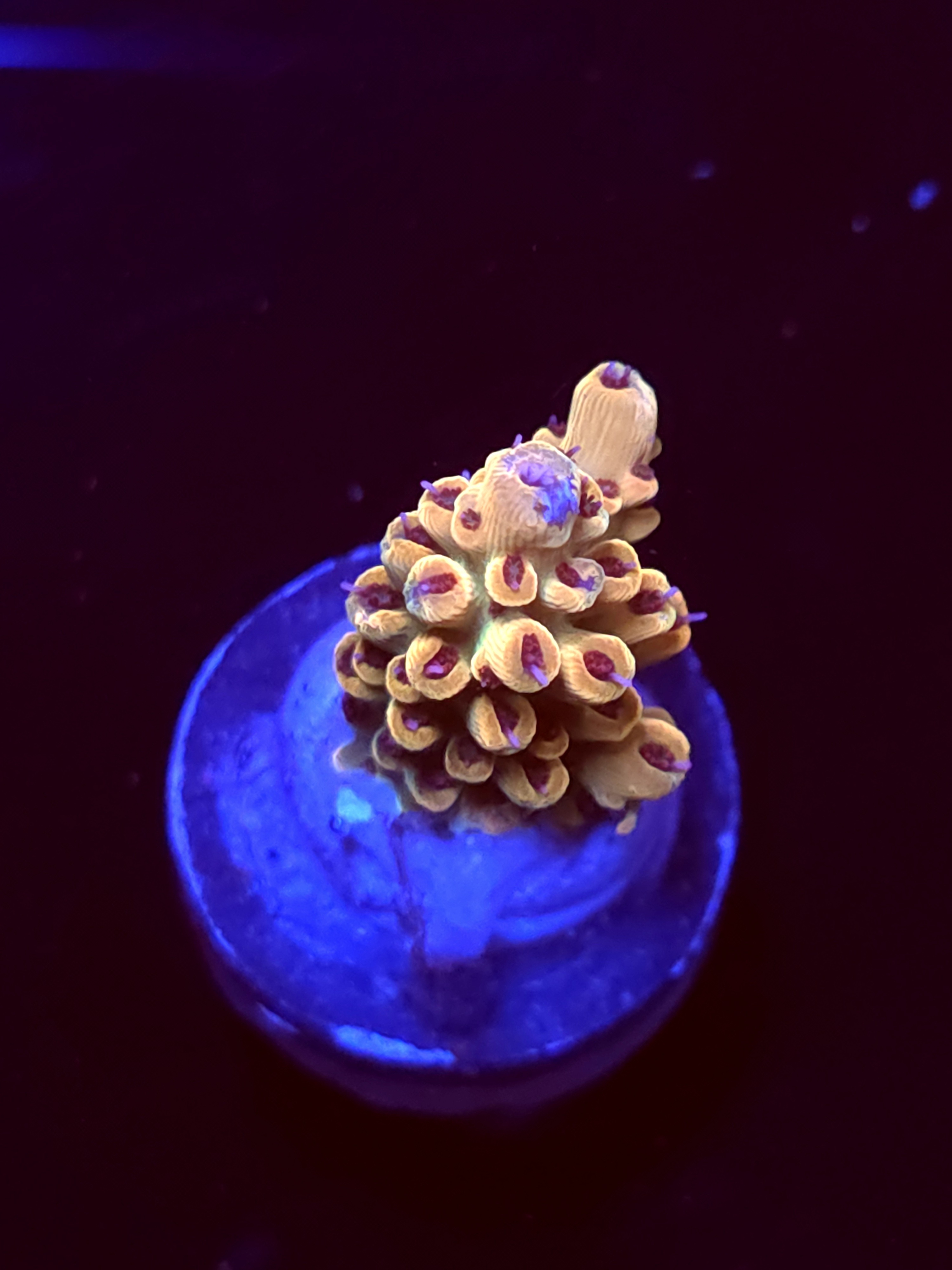 SBB "Candy Pop" Acro Small Branch