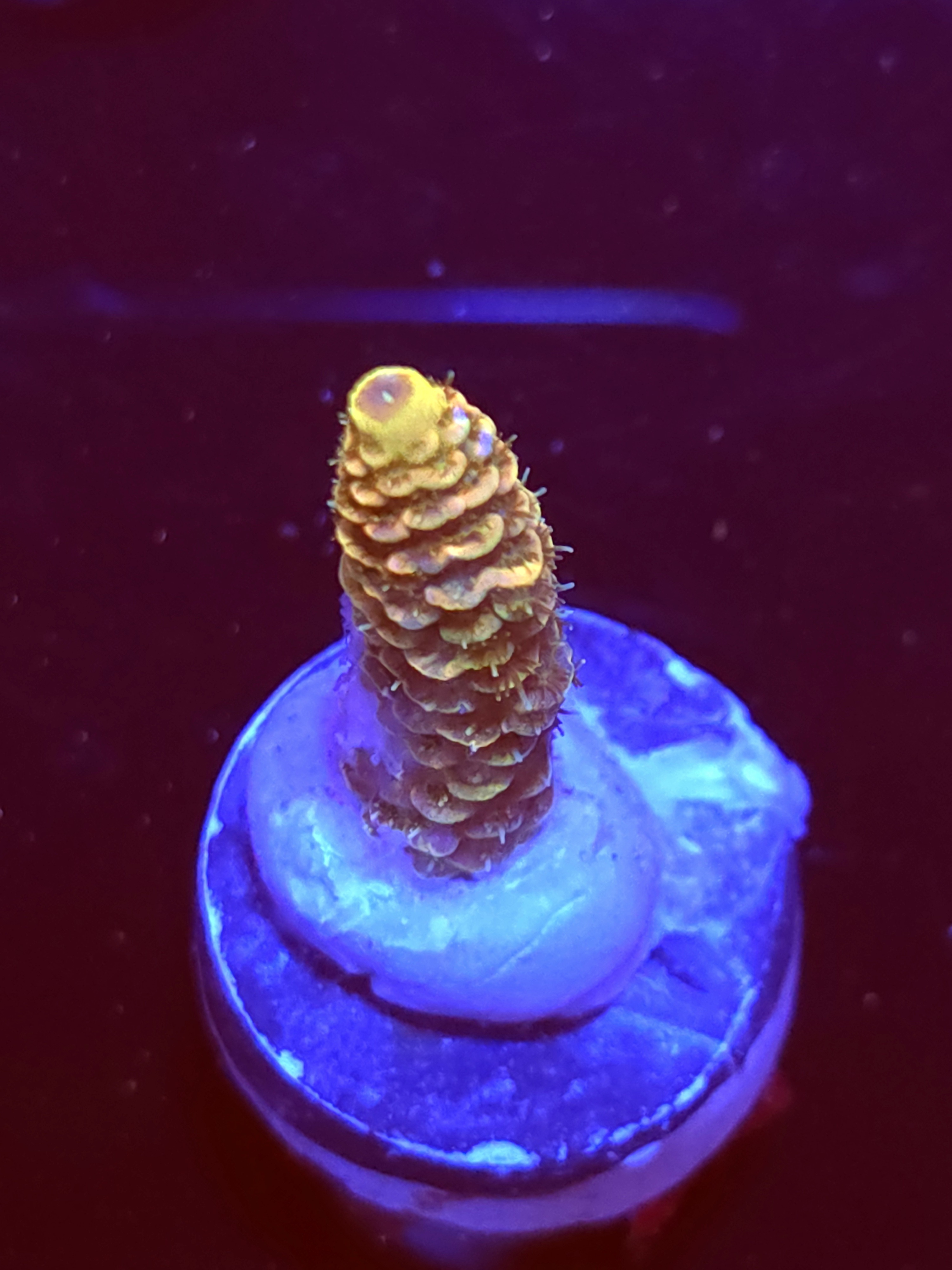 SBB "Sweet Static" Acro Medium Branch