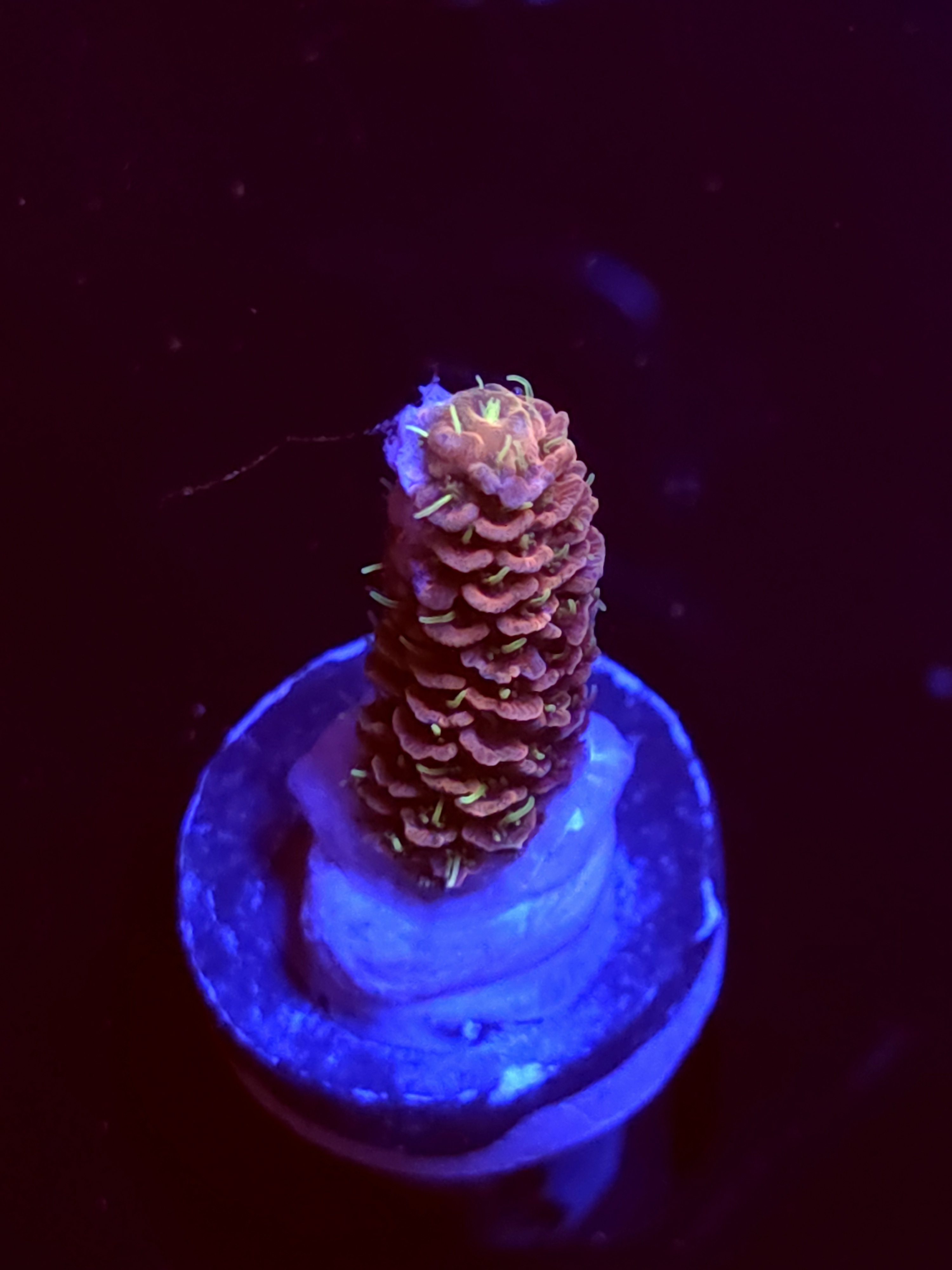 SBB " Mystery Signature" Acro Medium Branch