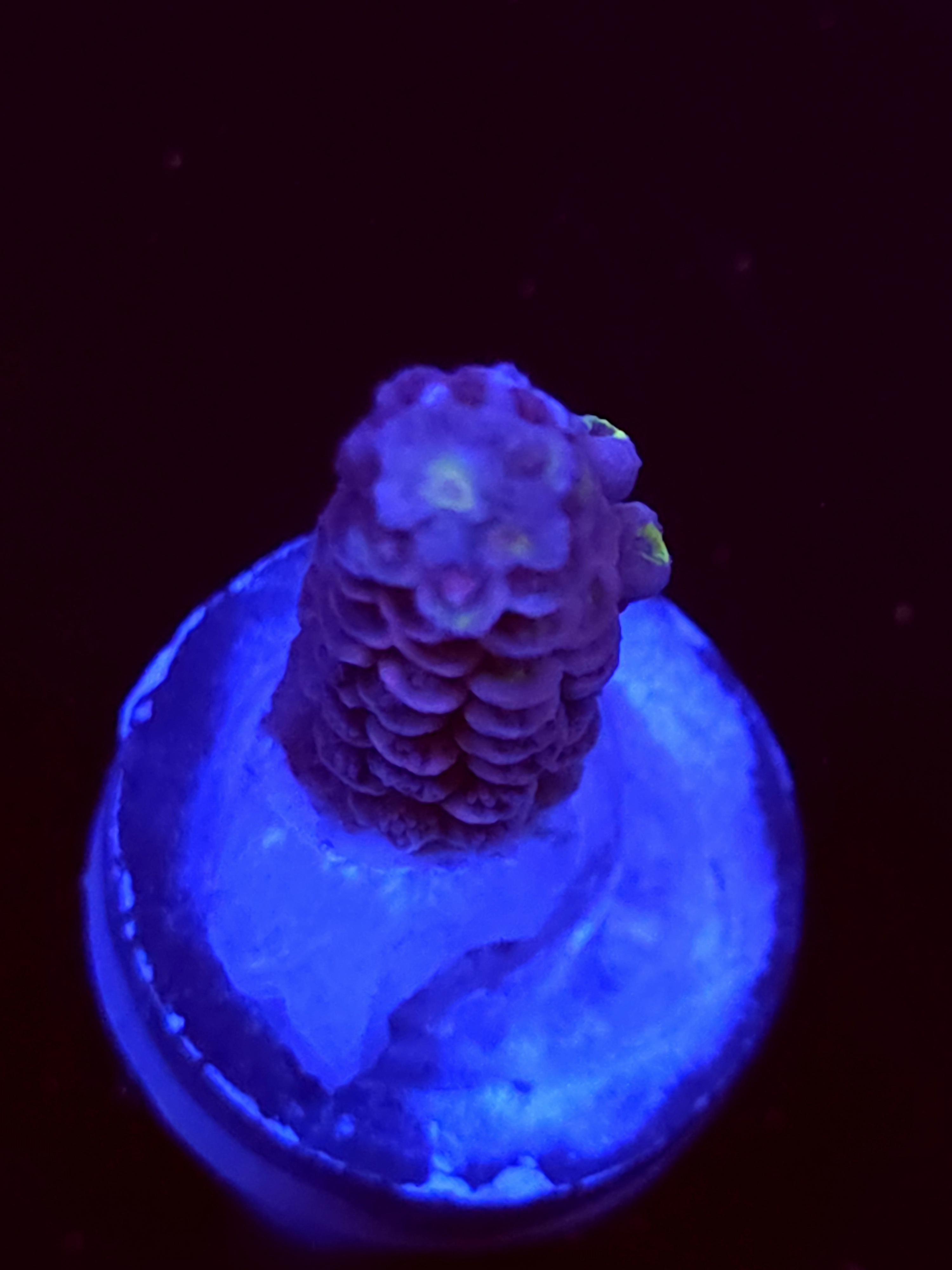 SBB "Mystery Signature" Acro Medium Branch