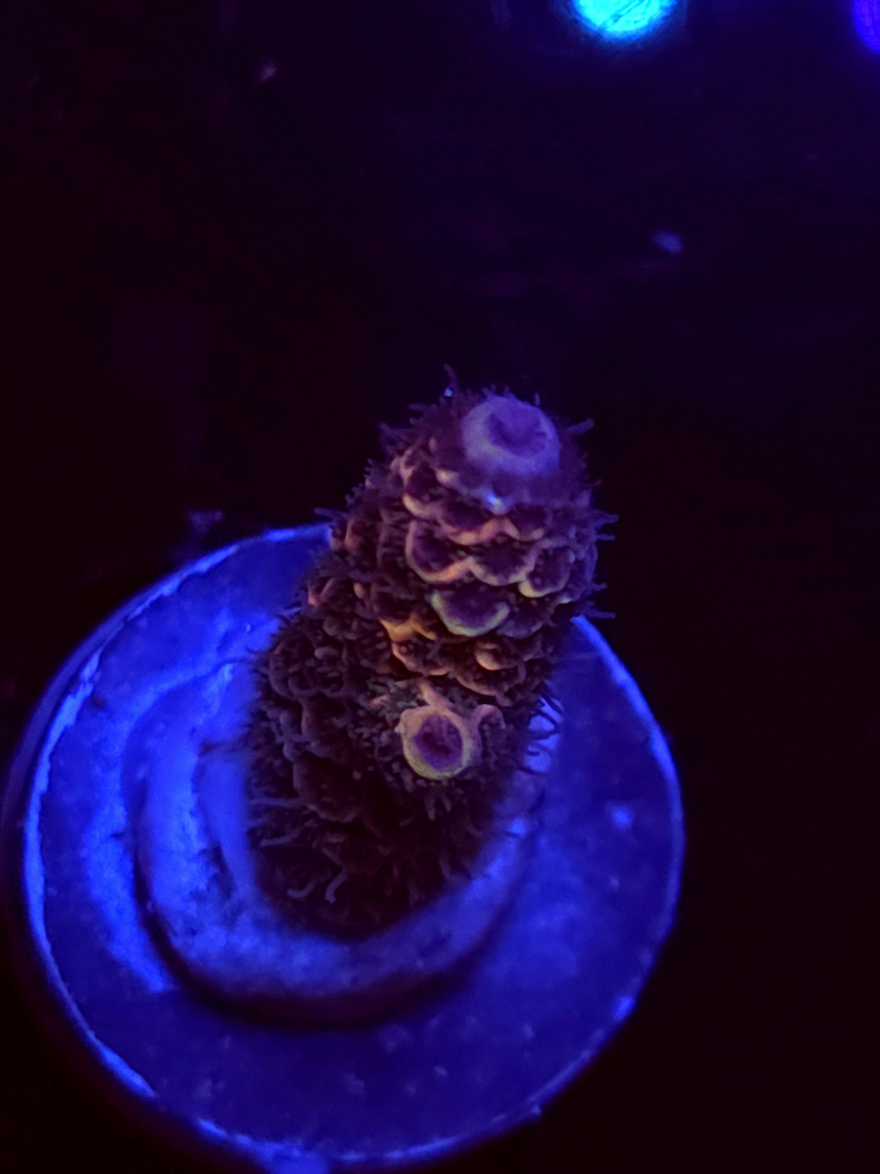 SBB "Melon Bomb" Acro Small Branch