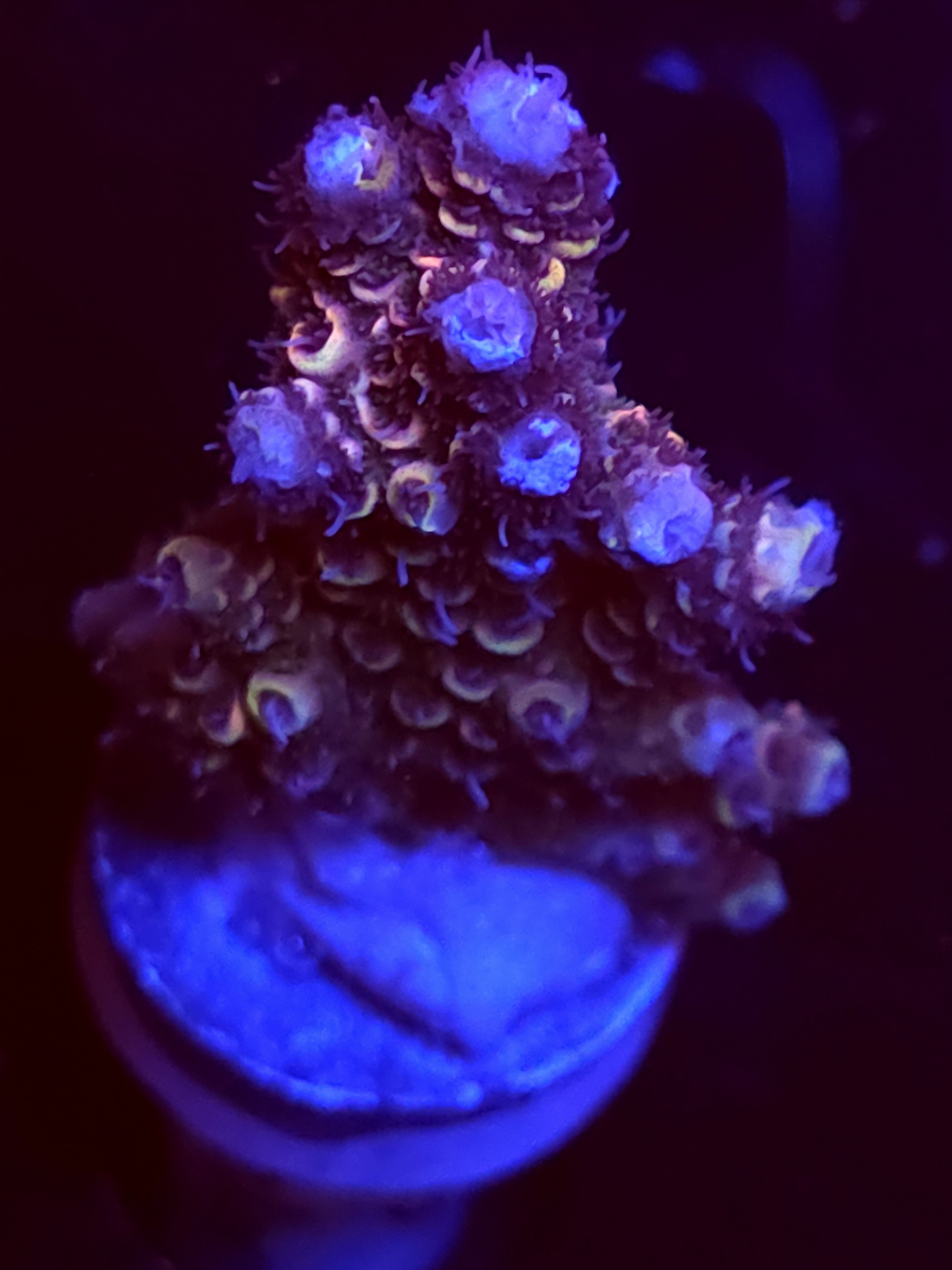 SBB "Mystery Signature" Acro Medium Chunk