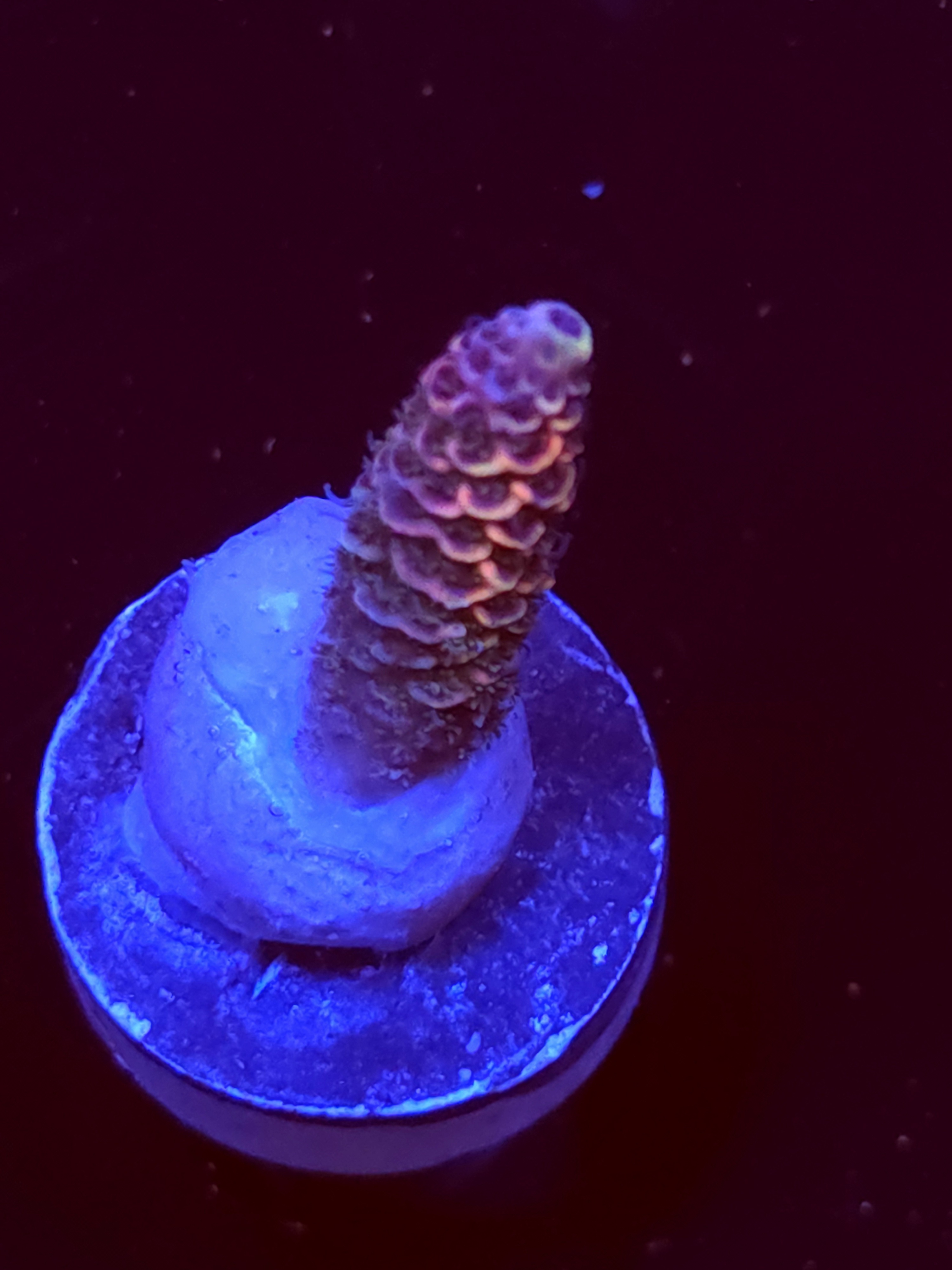 SBB "Mystery Signature" Acro Small Branch