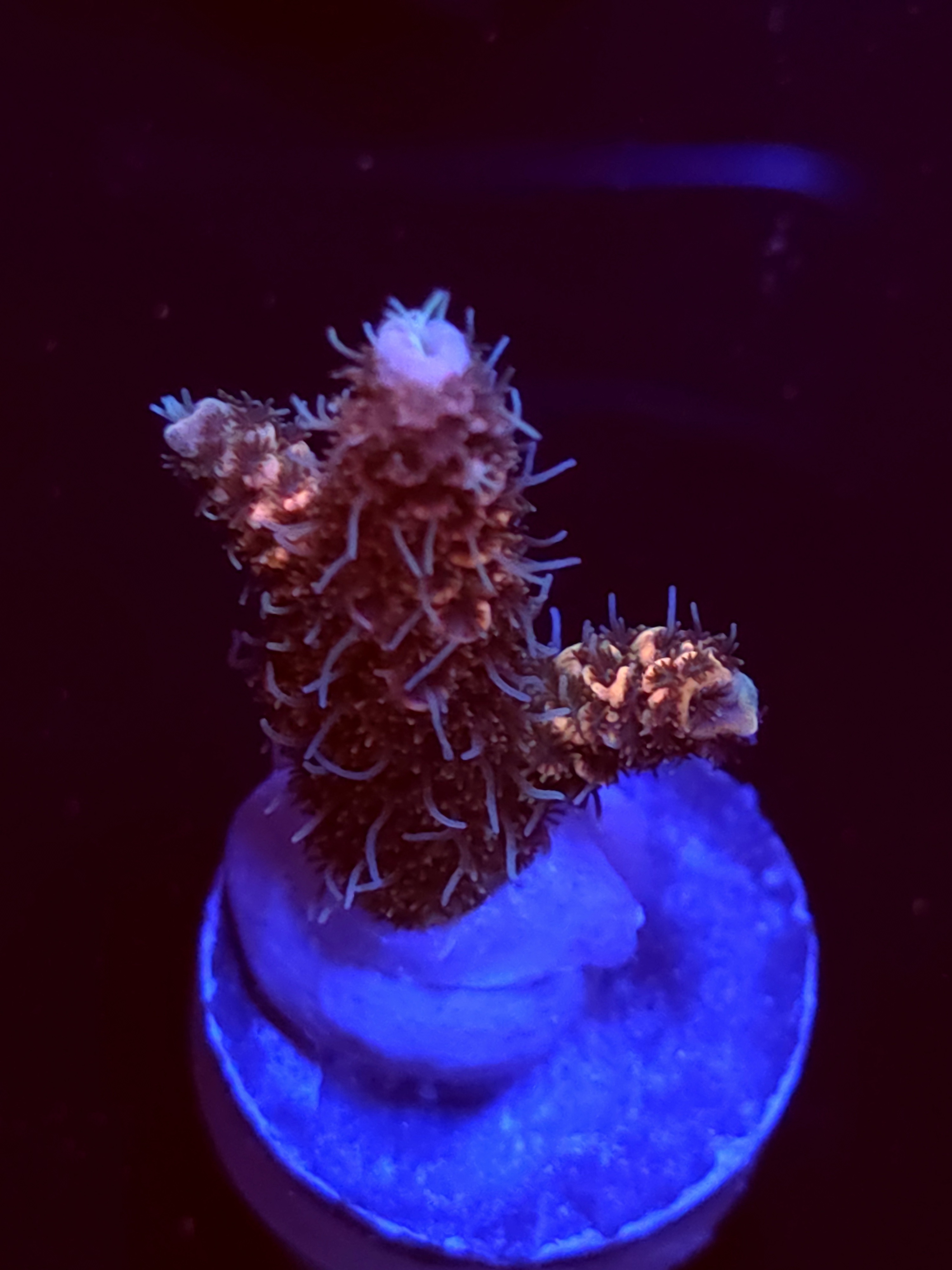 SBB "Popeye" Acro Medium Branch