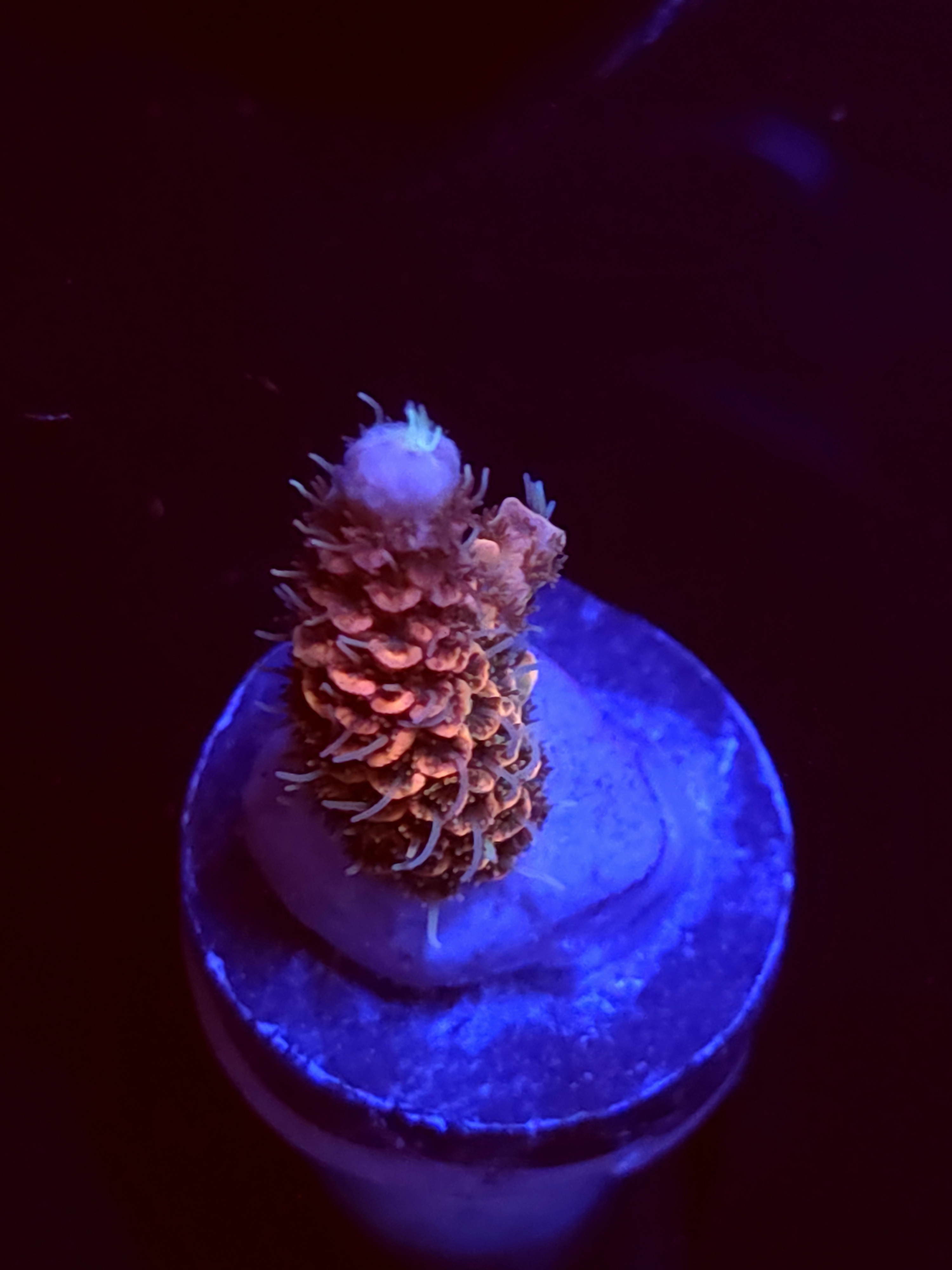 SBB "Mystery Signature" Acro Small Branch