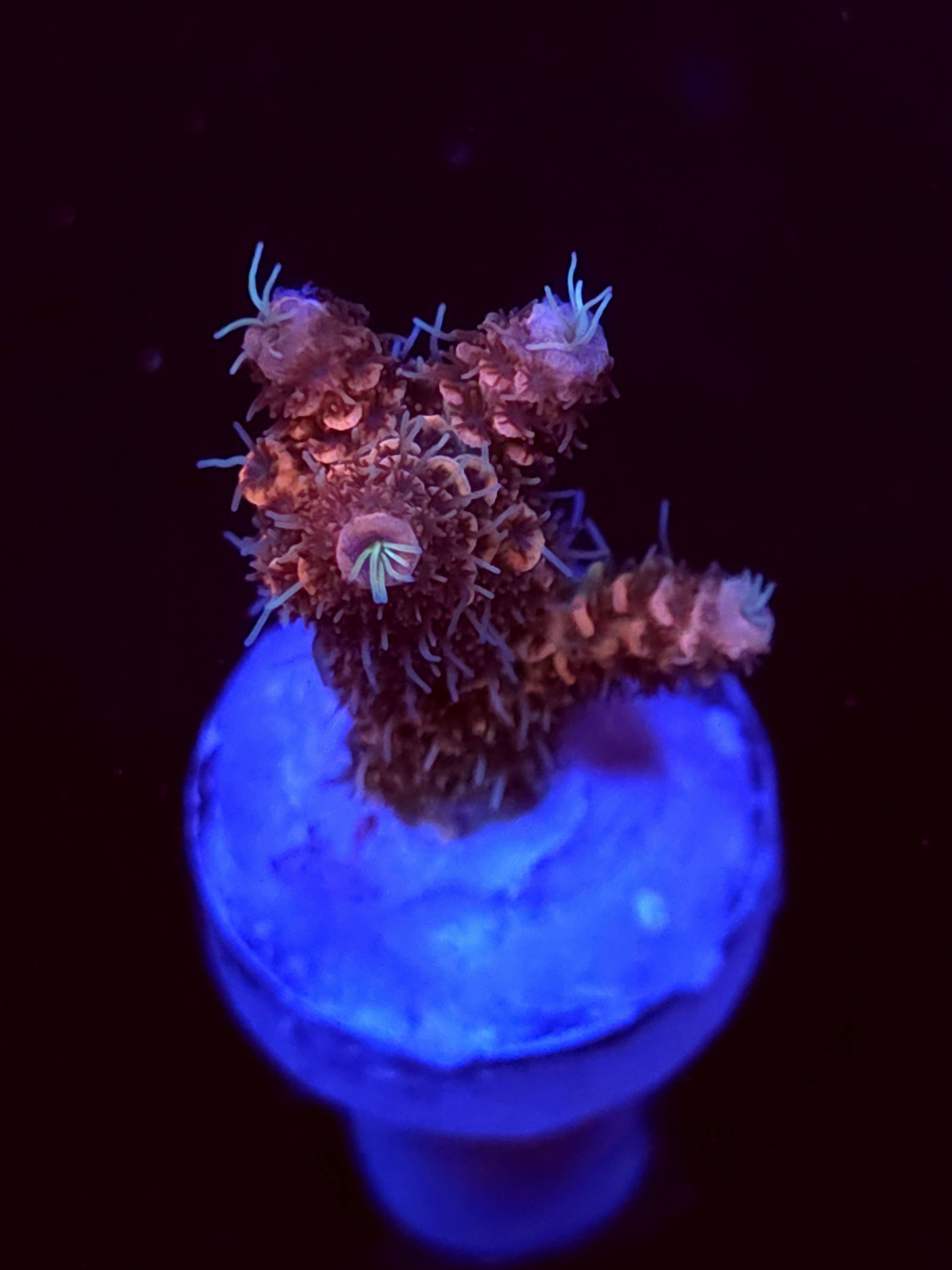 SBB "Popeye" Acro Medium Branch