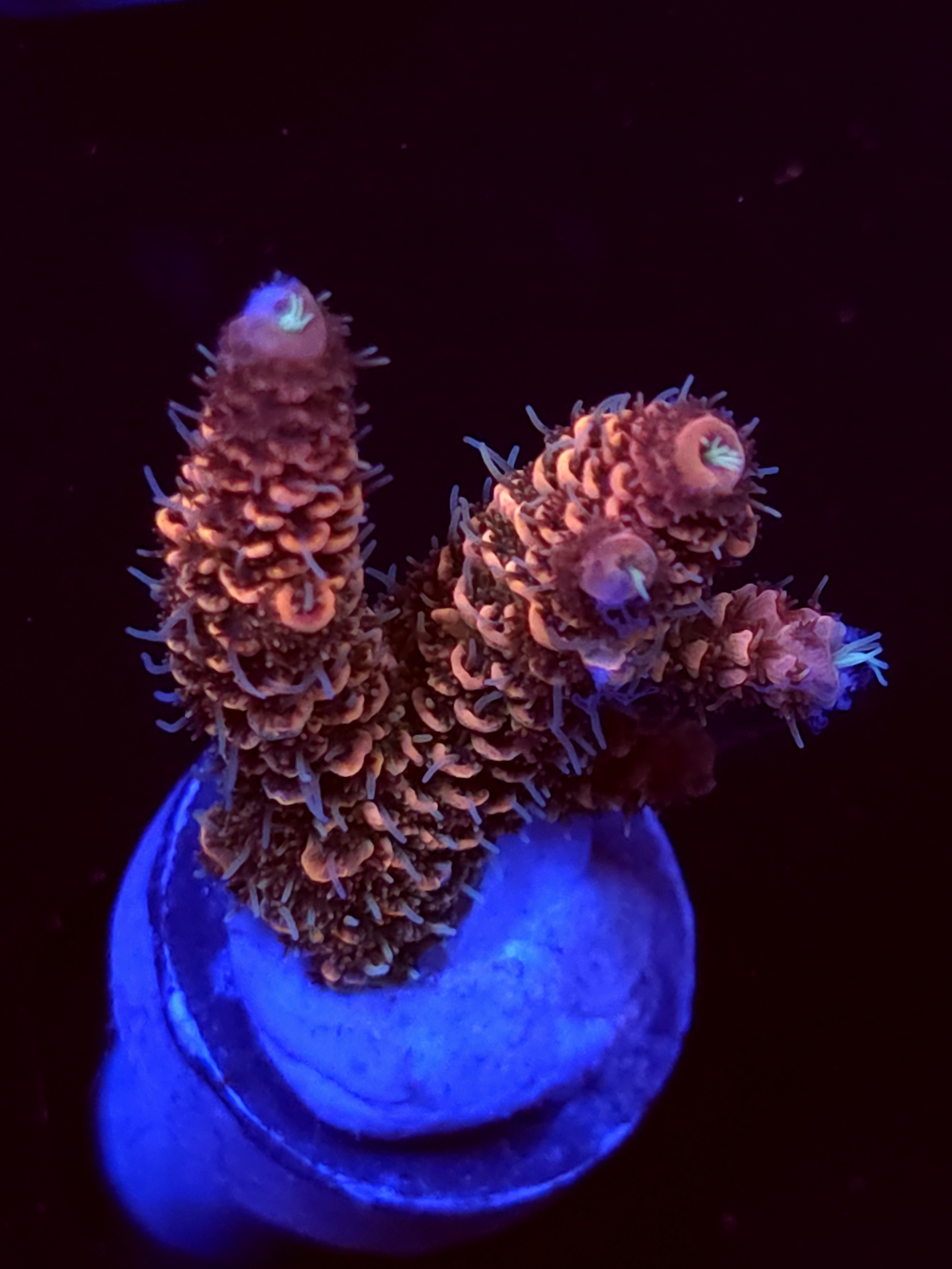 SBB "Mystery Signature" Acro Medium 2 Branch