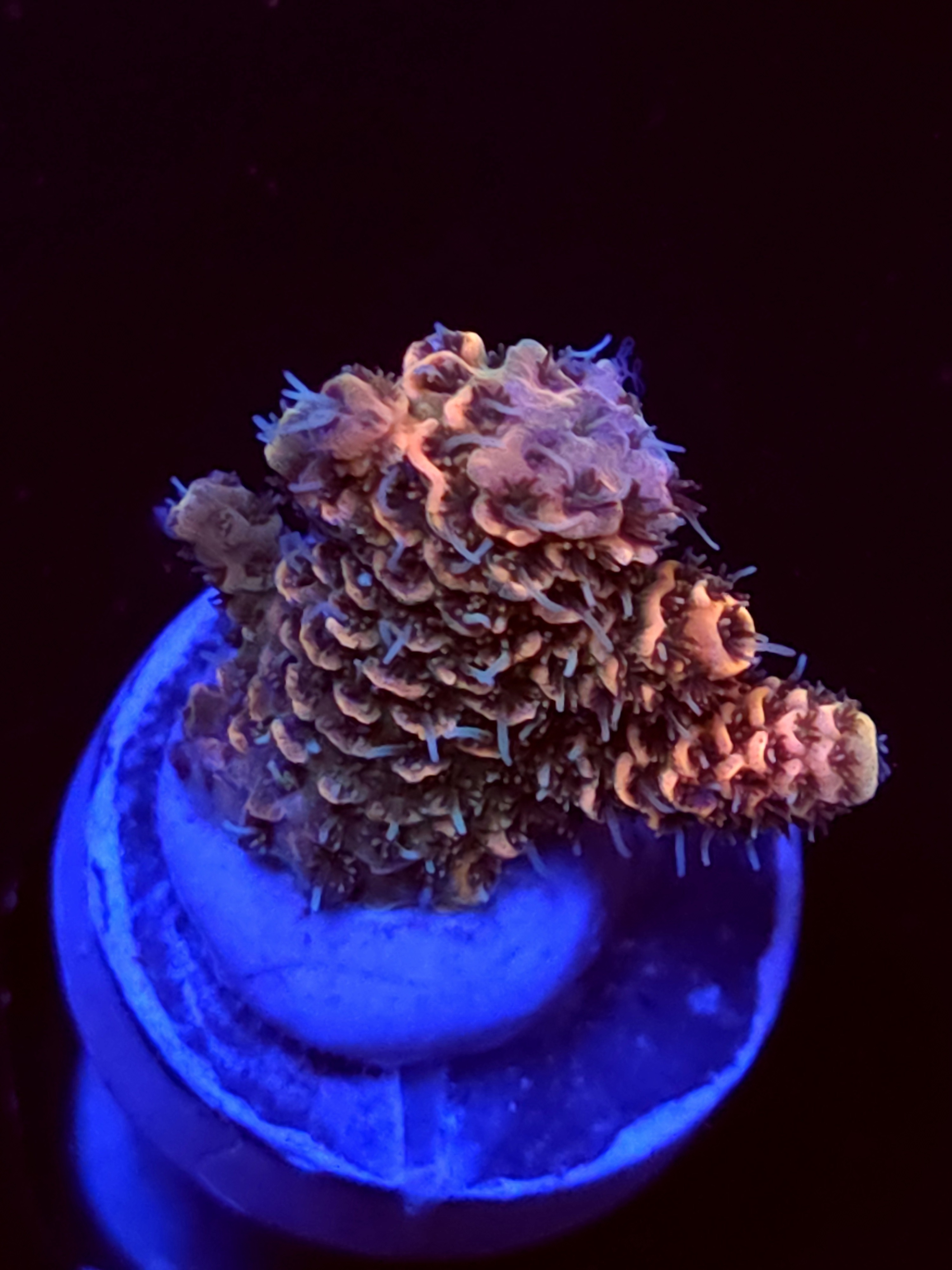 SBB "Popeye" Acro Small Branch