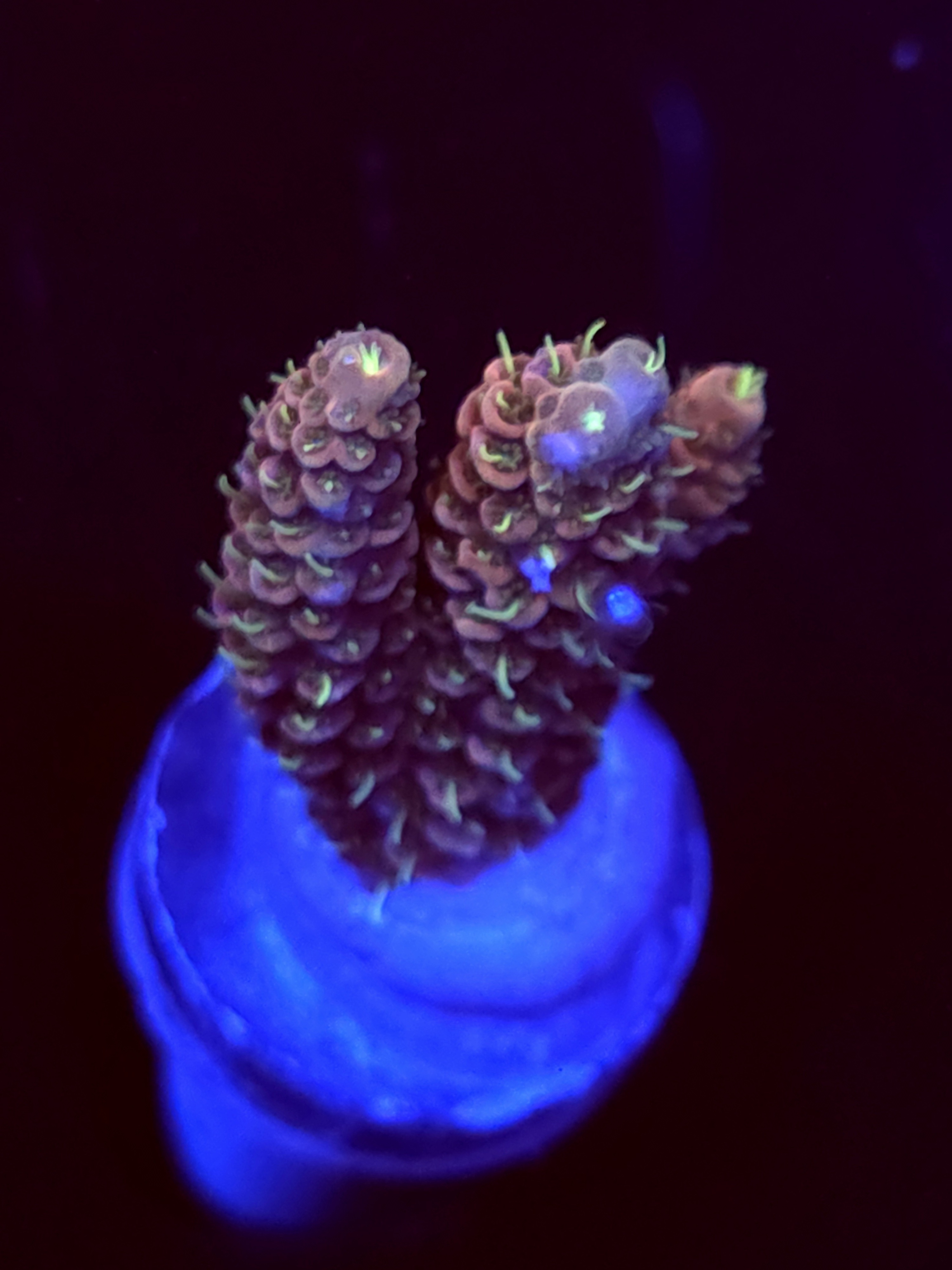 SBB " Venom Reef" Acro Small 2 Branch