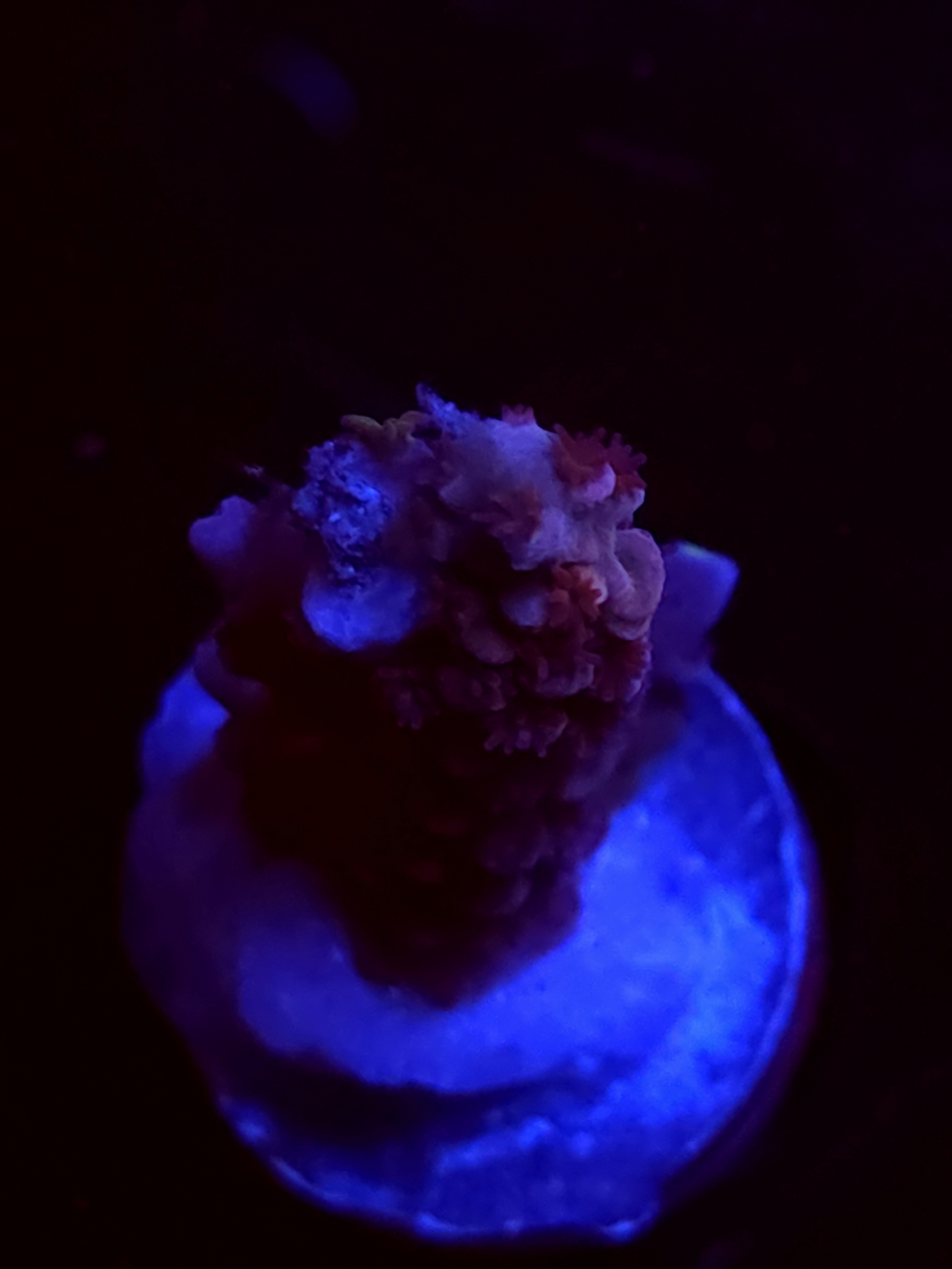 SBB "Mystery Signature" Acro Medium Branch