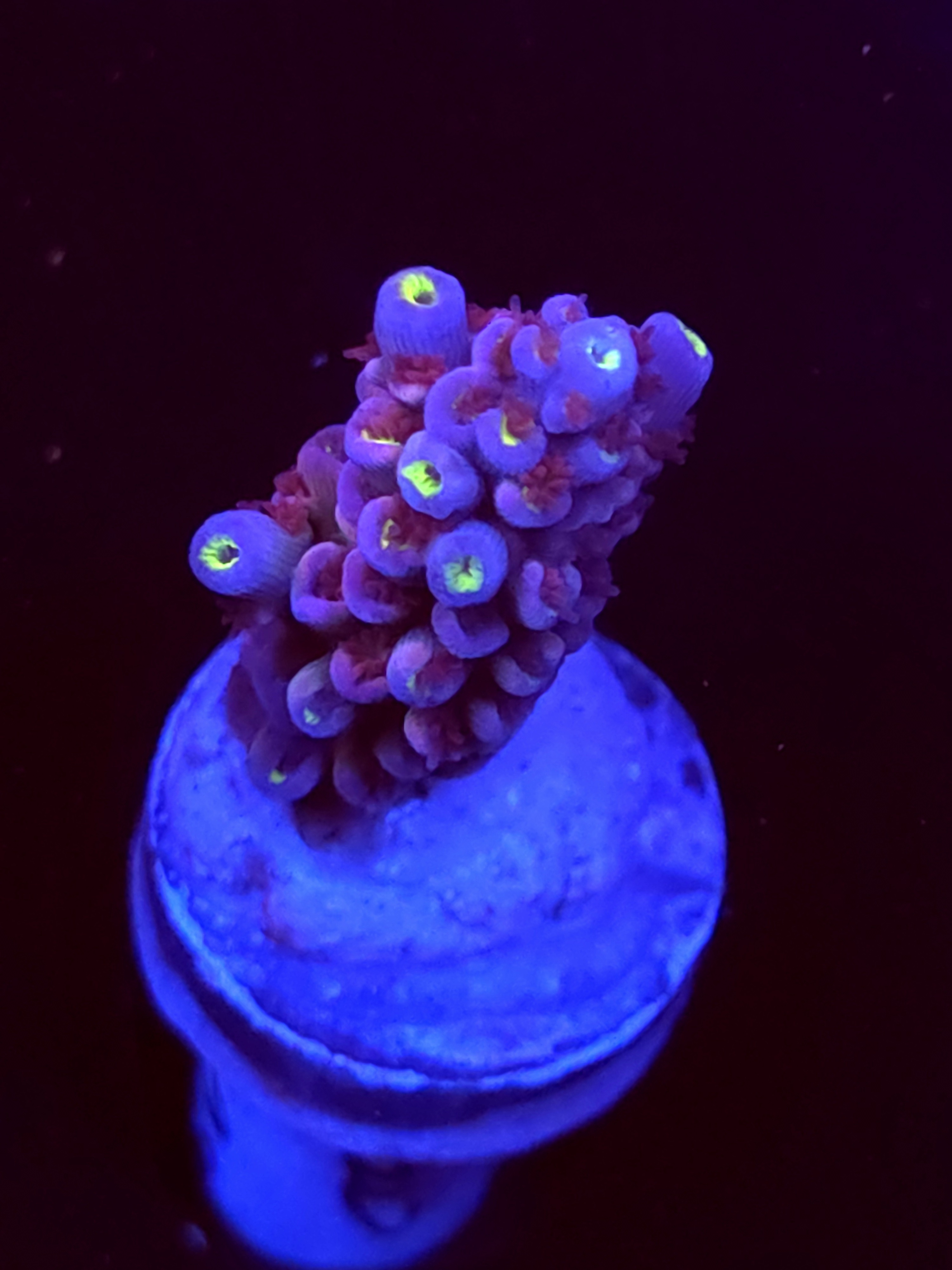 SBB "Dragon Slayer" Acro Medium Branch