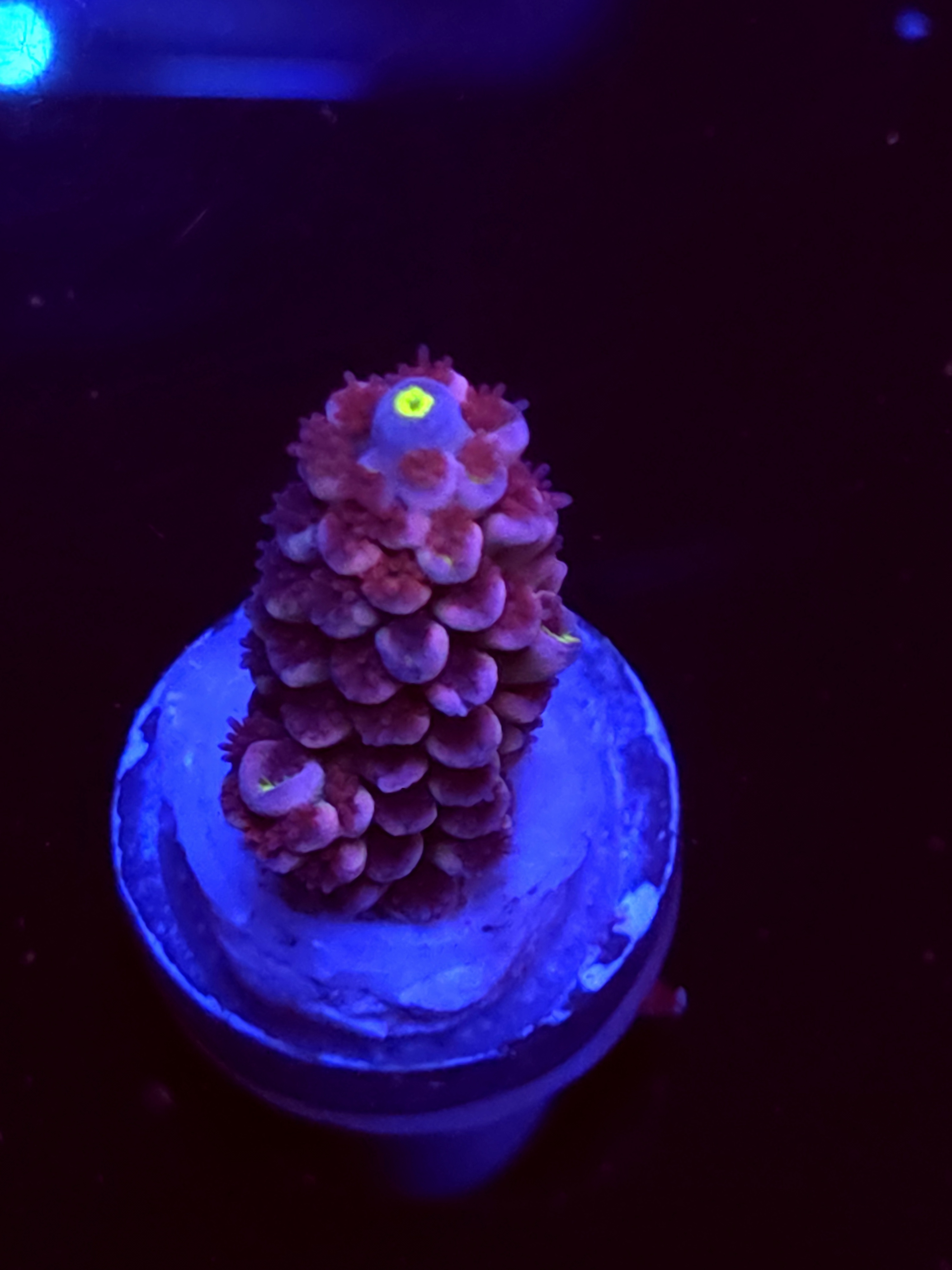 SBB "Dragon Slayer" Acro Medium Branch