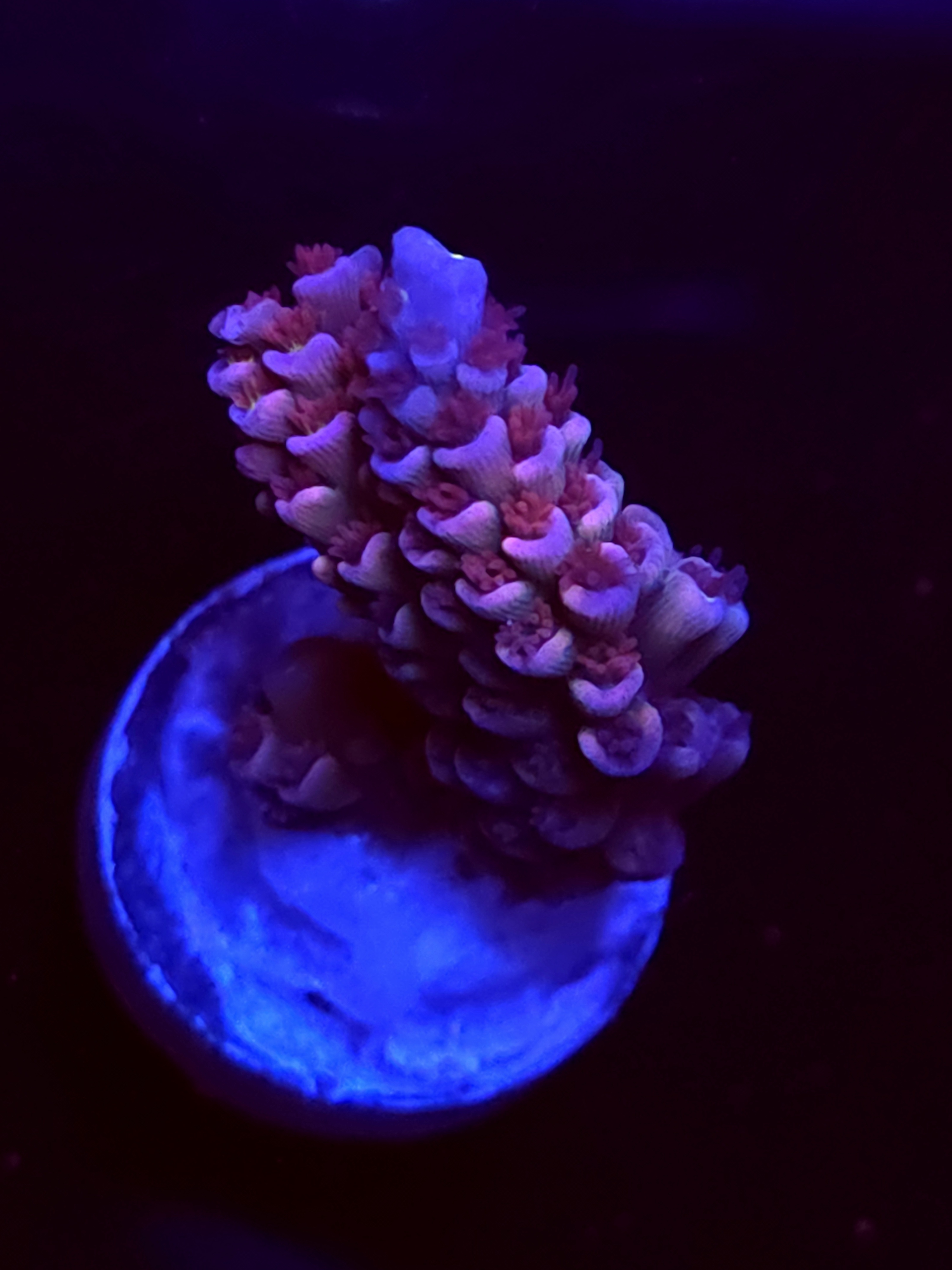 SBB "Dragon Slayer" Acro Medium Branch