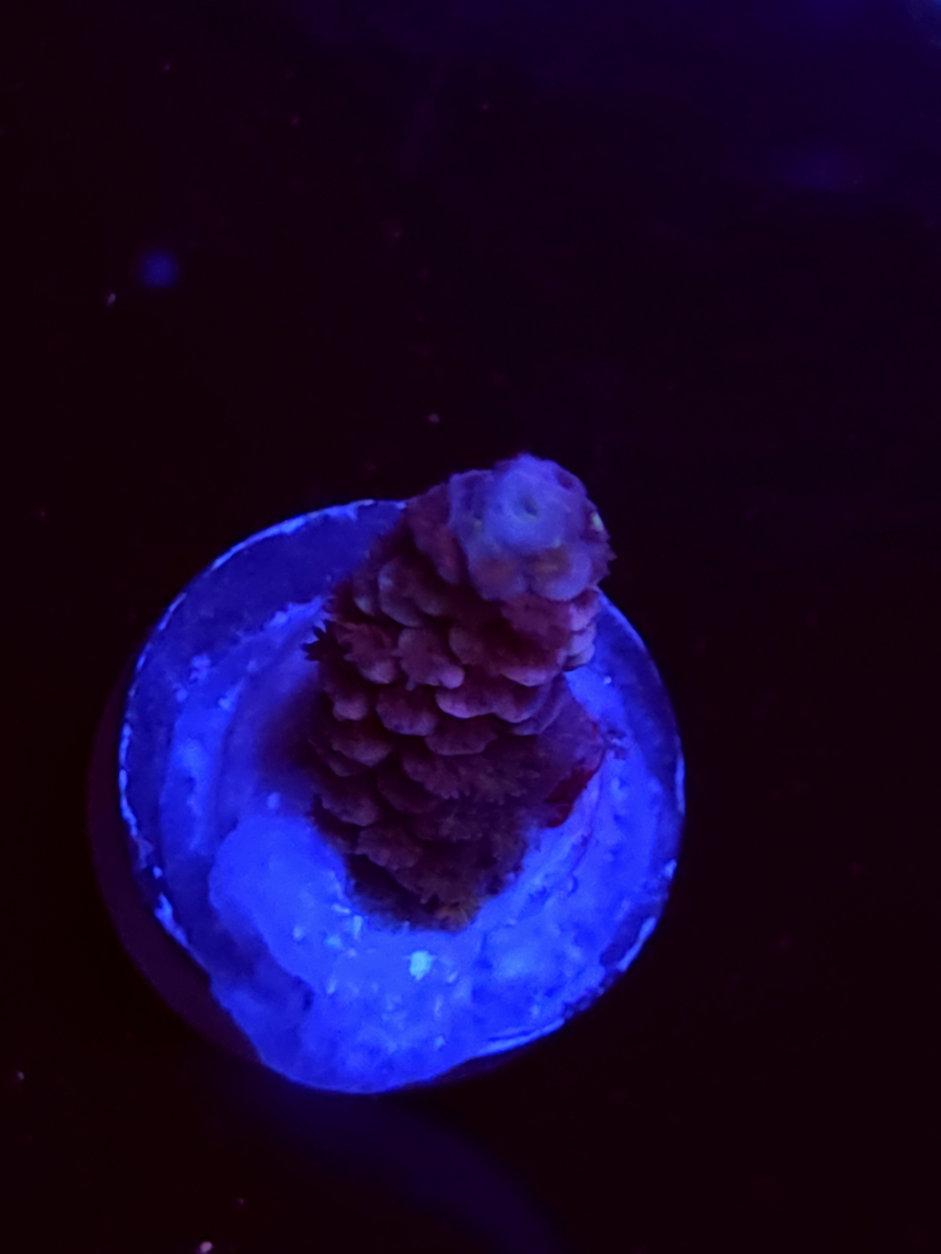 SBB "Dragon Slayer" Acro Medium Branch