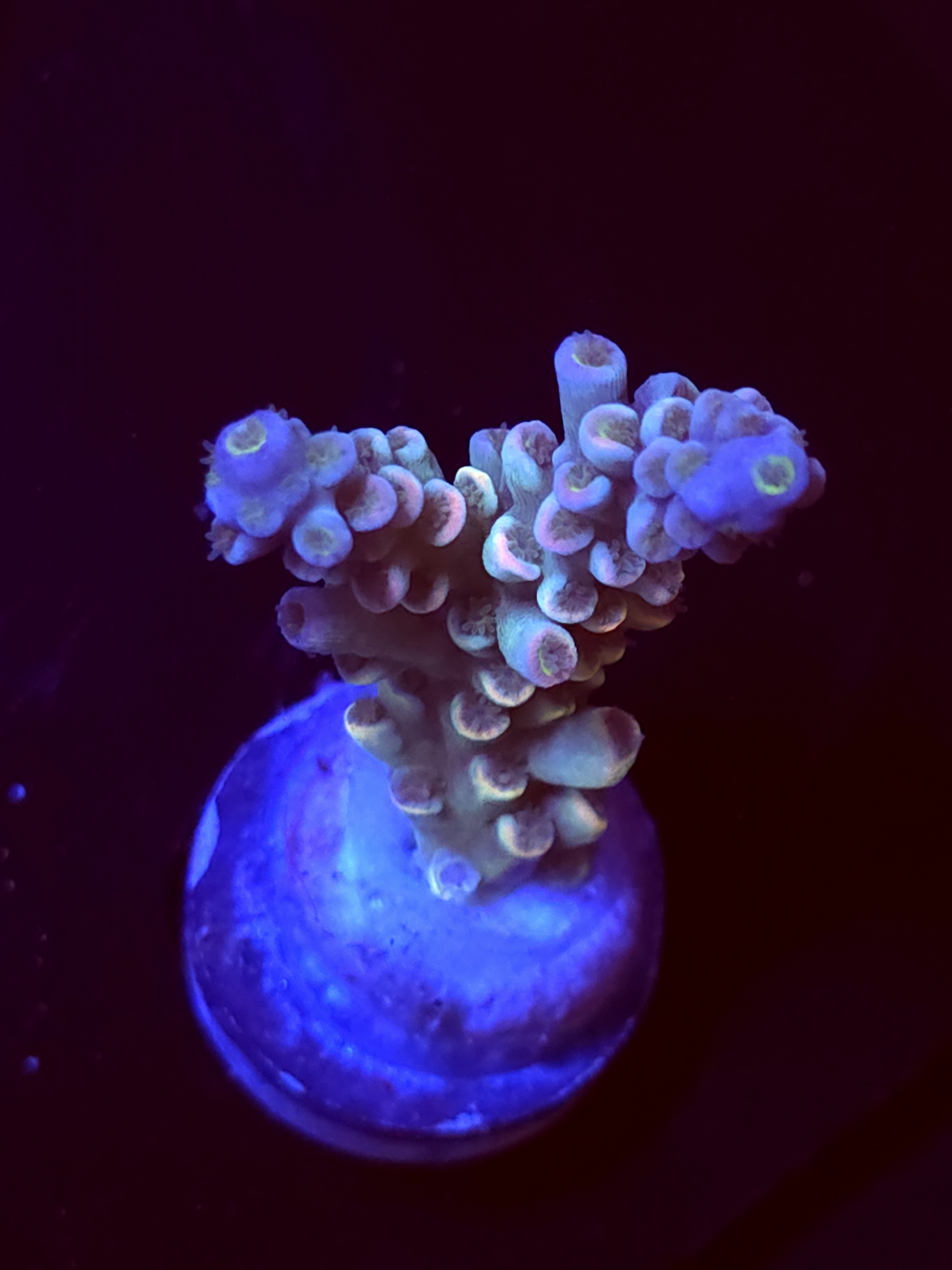 SBB "Vanilla Ice" Acro Medium 2 Branch