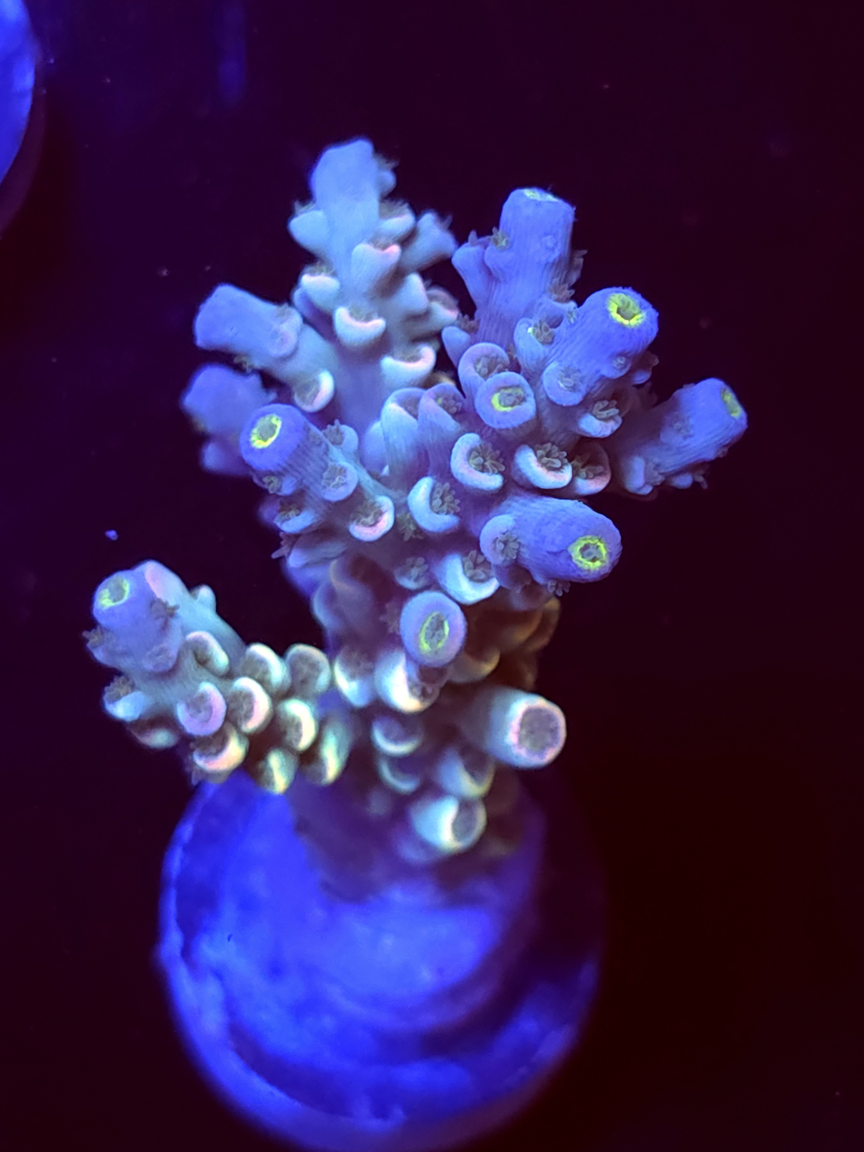 SBB "Vanilla Ice" Acro Medium Multibranch