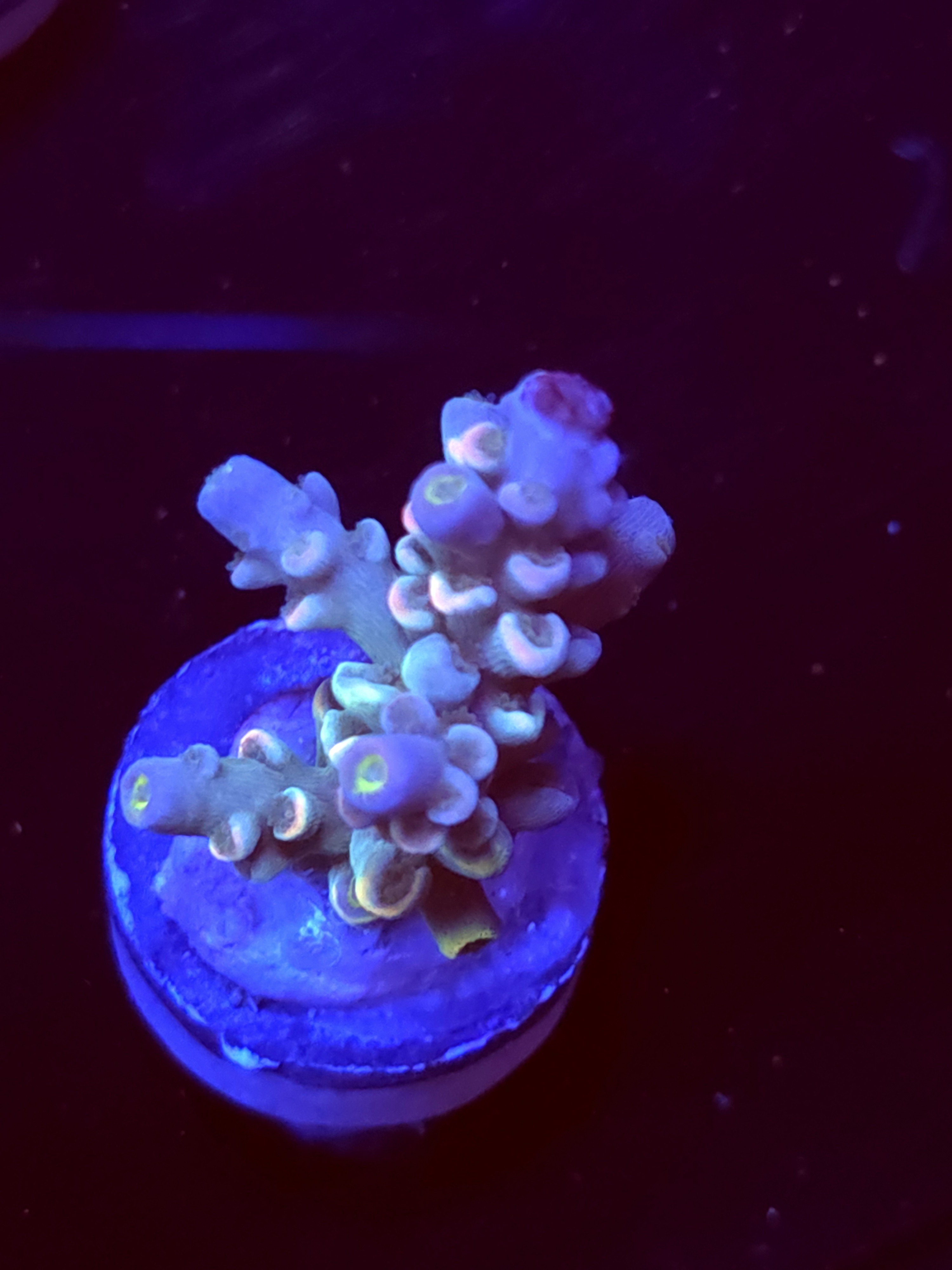 SBB "Vanilla Ice" Acro Small Branch